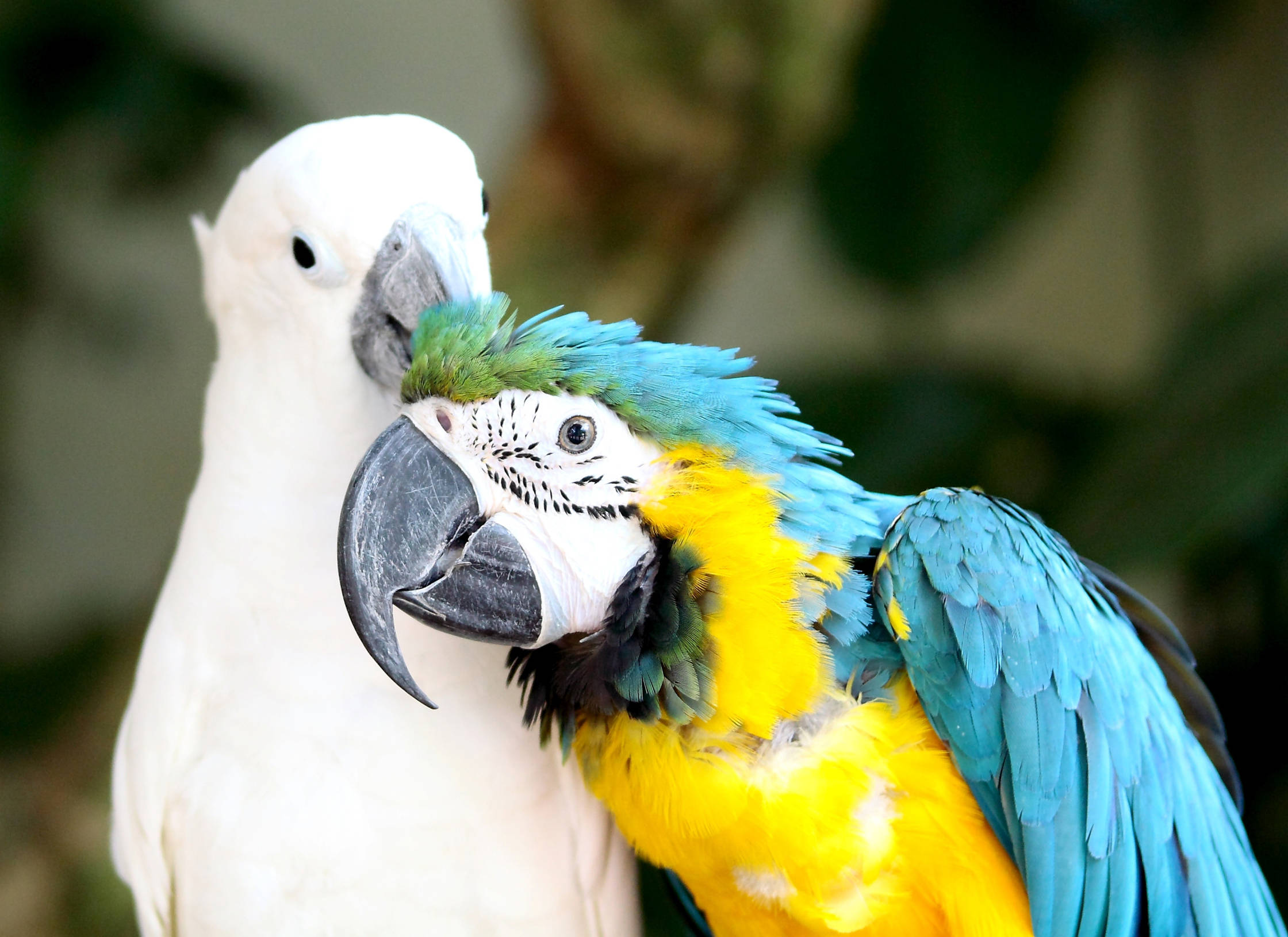 vibrant blue-and-yellow macaw, white cockatoo, soft blurred green foliage background, Full HD Desktop Wallpaper