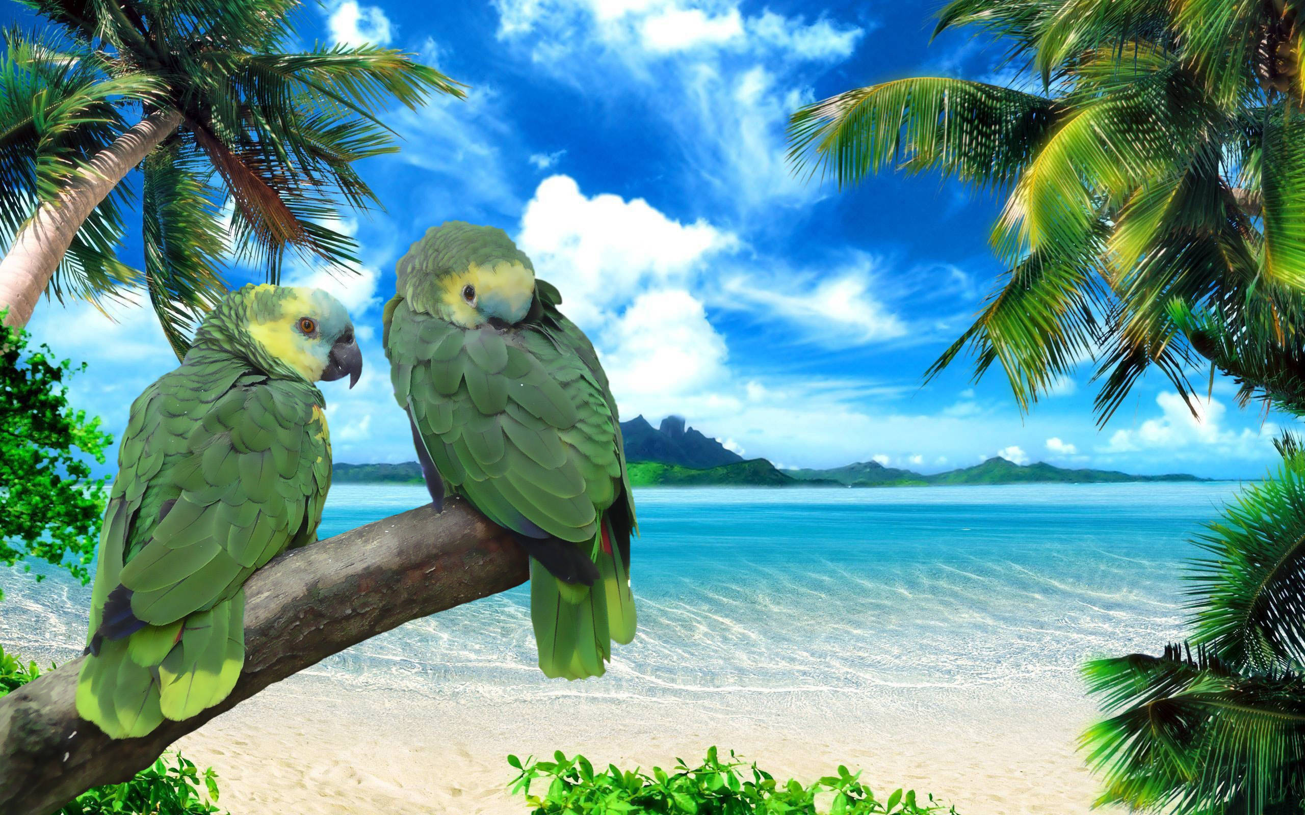 two green parrots, turquoise beach, palm trees, 2K Desktop Wallpaper