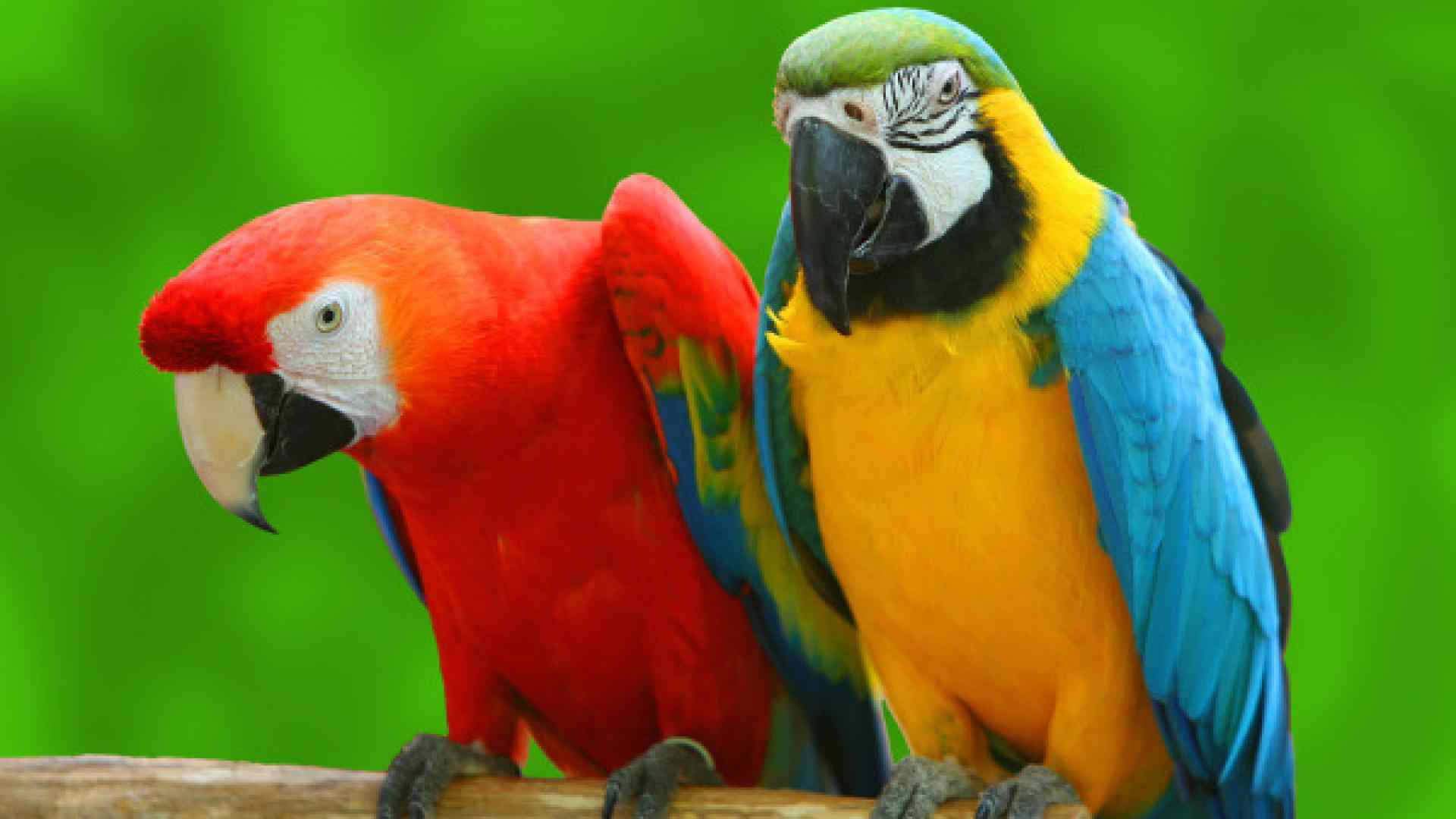 macaw parrots, red, blue, Full HD Desktop Wallpaper