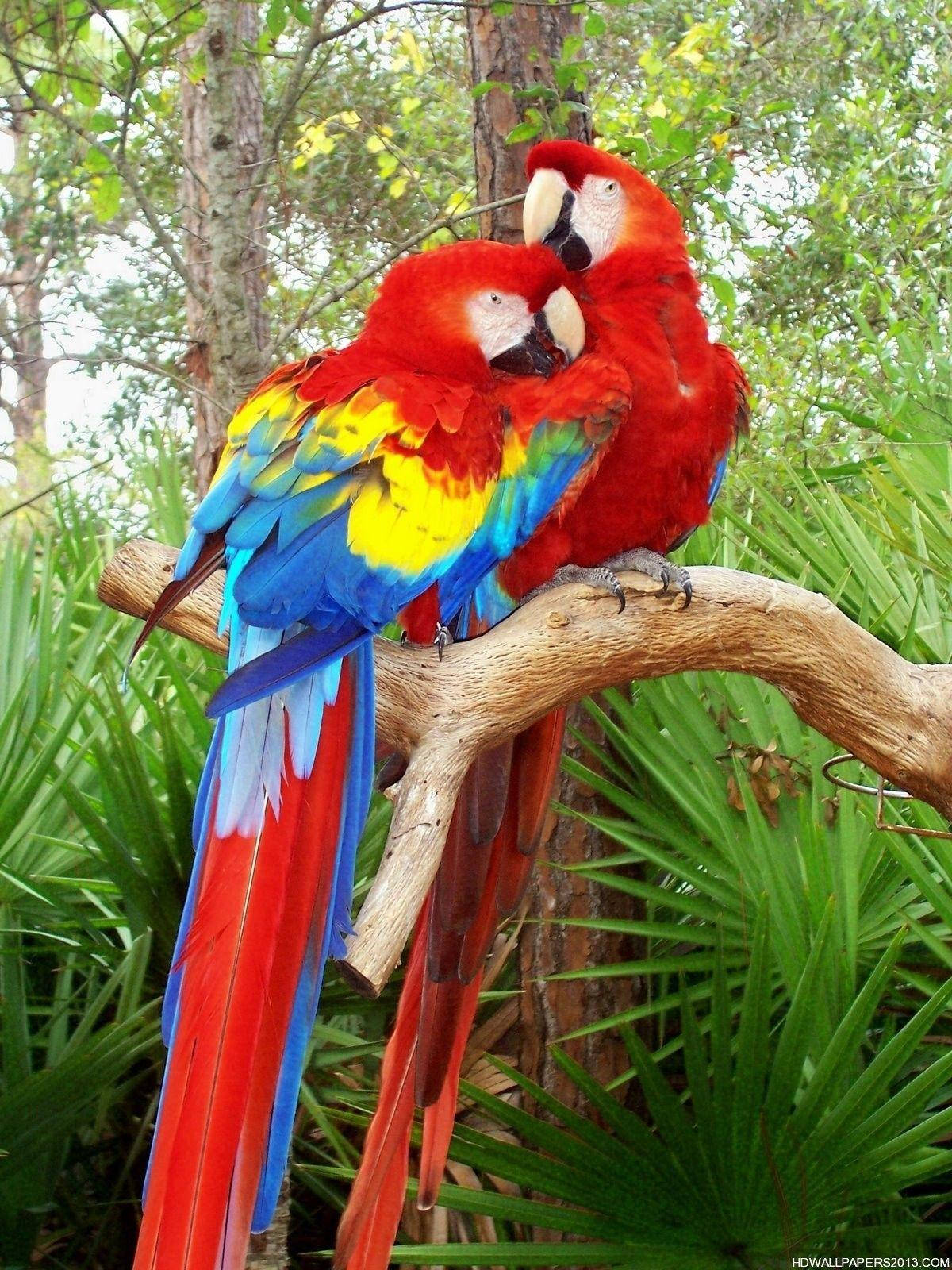 vibrant red macaws, blue and yellow wings, lush green foliage, HD Phone Wallpaper