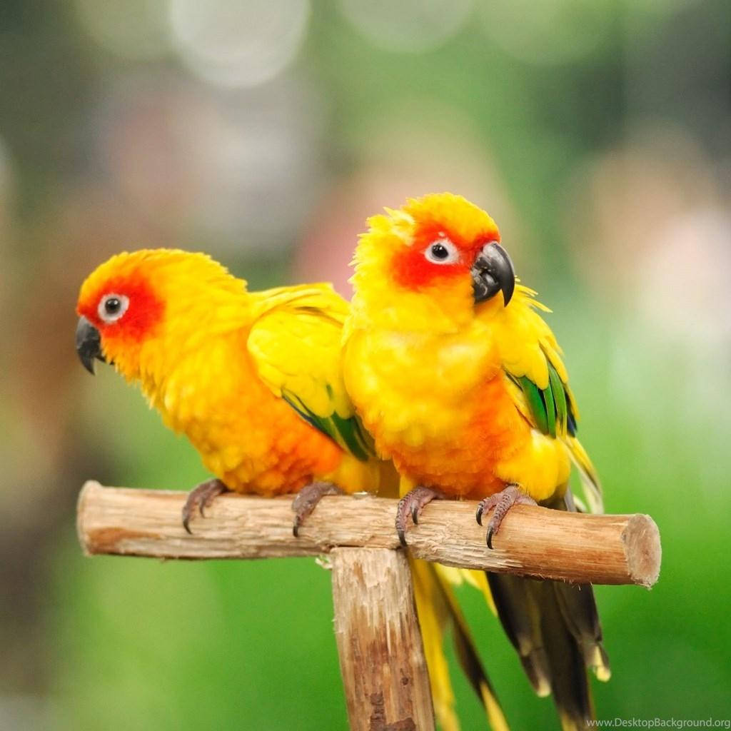 yellow sun conures, wooden branch, soft green blurred background, SD Desktop Wallpaper