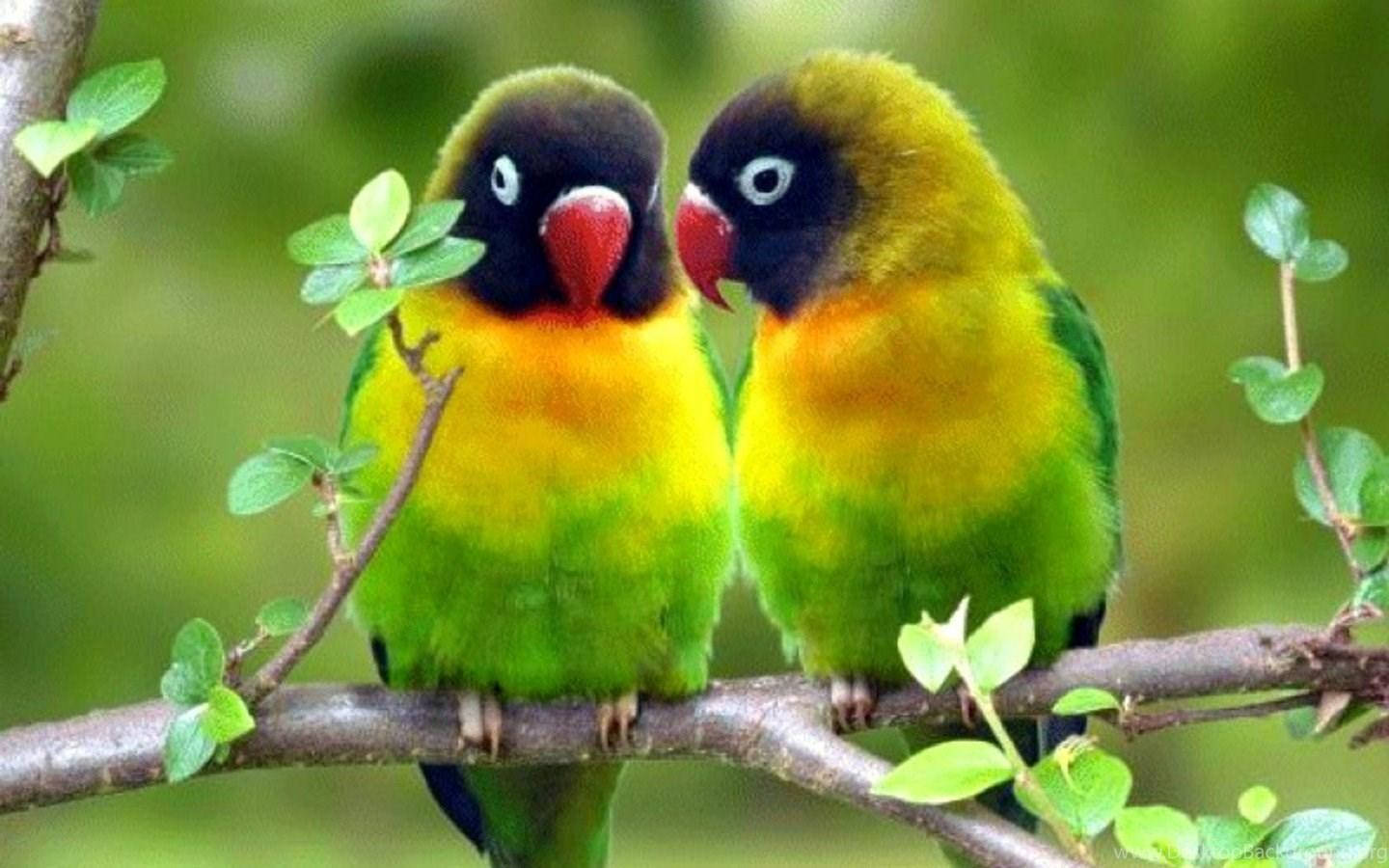 black-masked lovebird, red beak, branch, HD Desktop Wallpaper