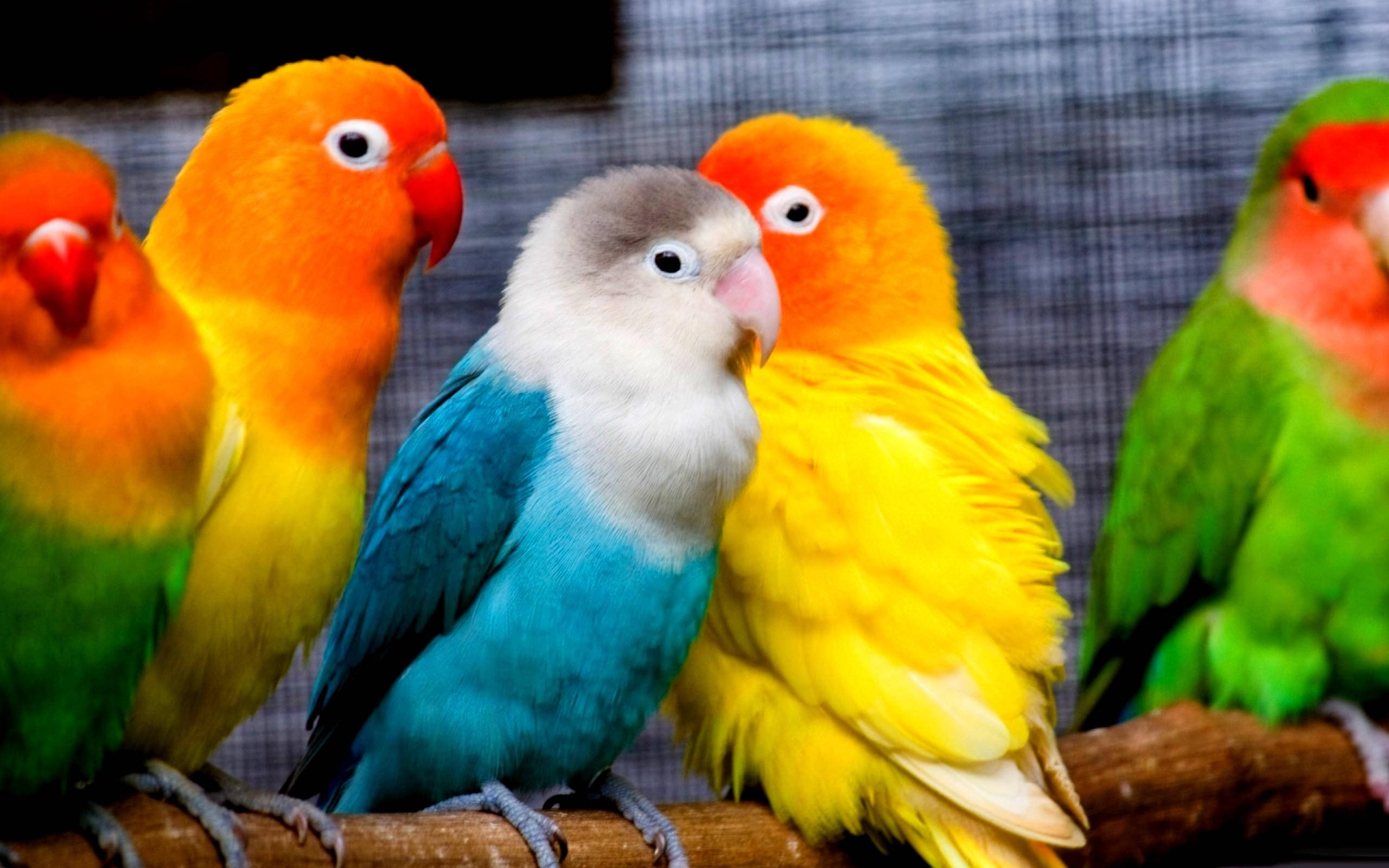 lovebird, orange, yellow, 2K Desktop Wallpaper