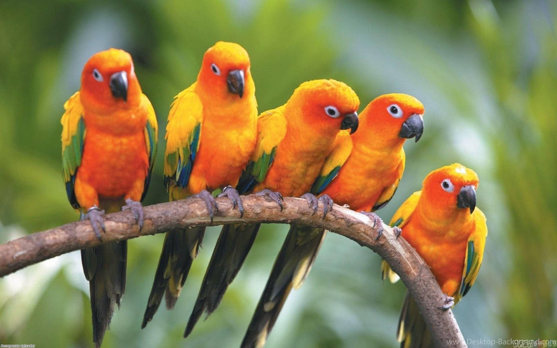 five conure parrots, orange sun conures, curved branch, Full HD Desktop Wallpaper