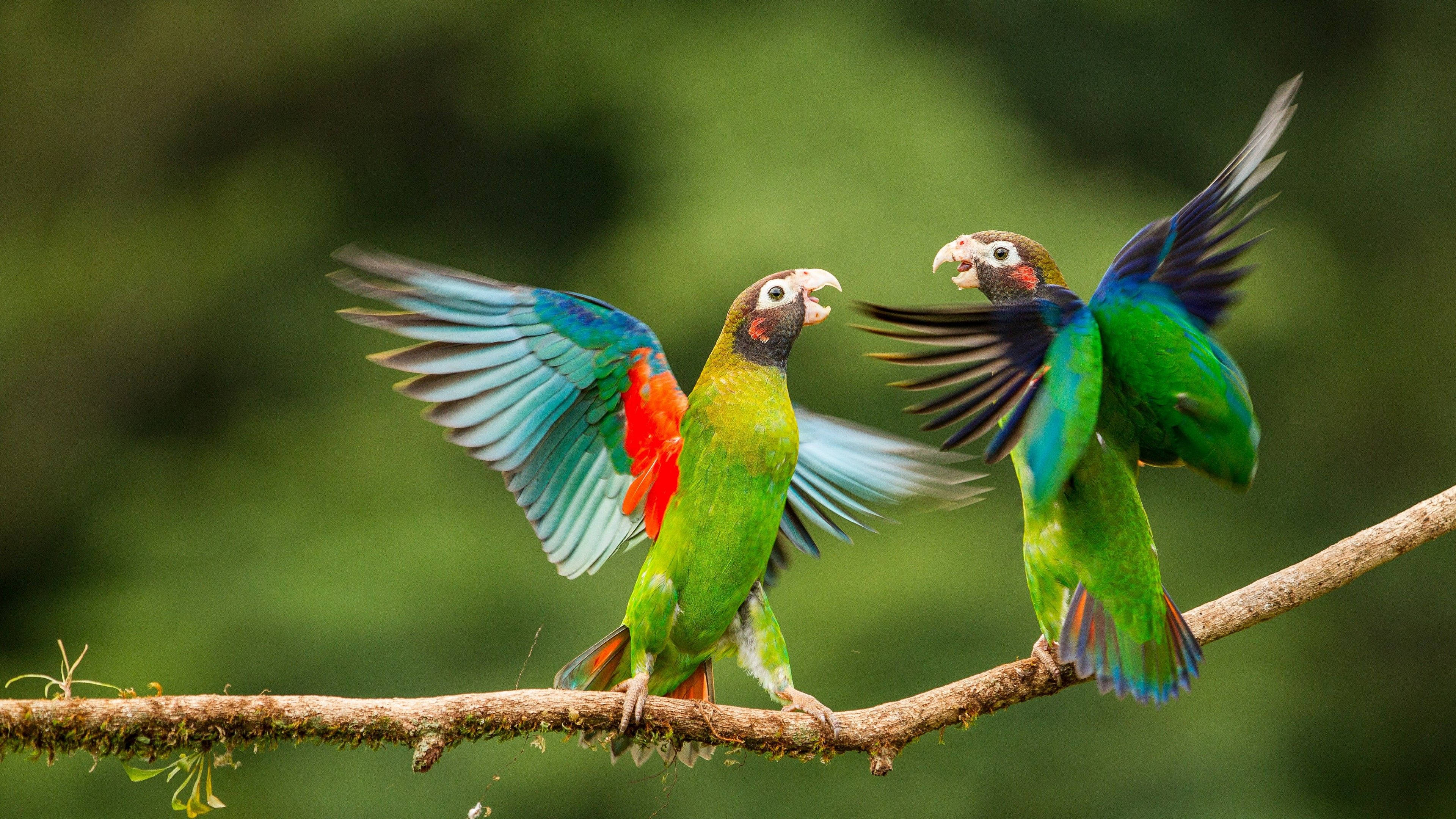 brown hooded parrots, mossy branch, lush green forest, 4K Desktop Wallpaper