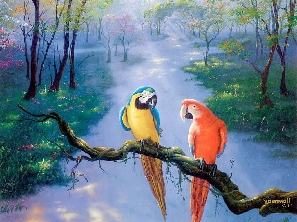 macaw parrots, gnarled branch, misty forest, SD Desktop Wallpaper
