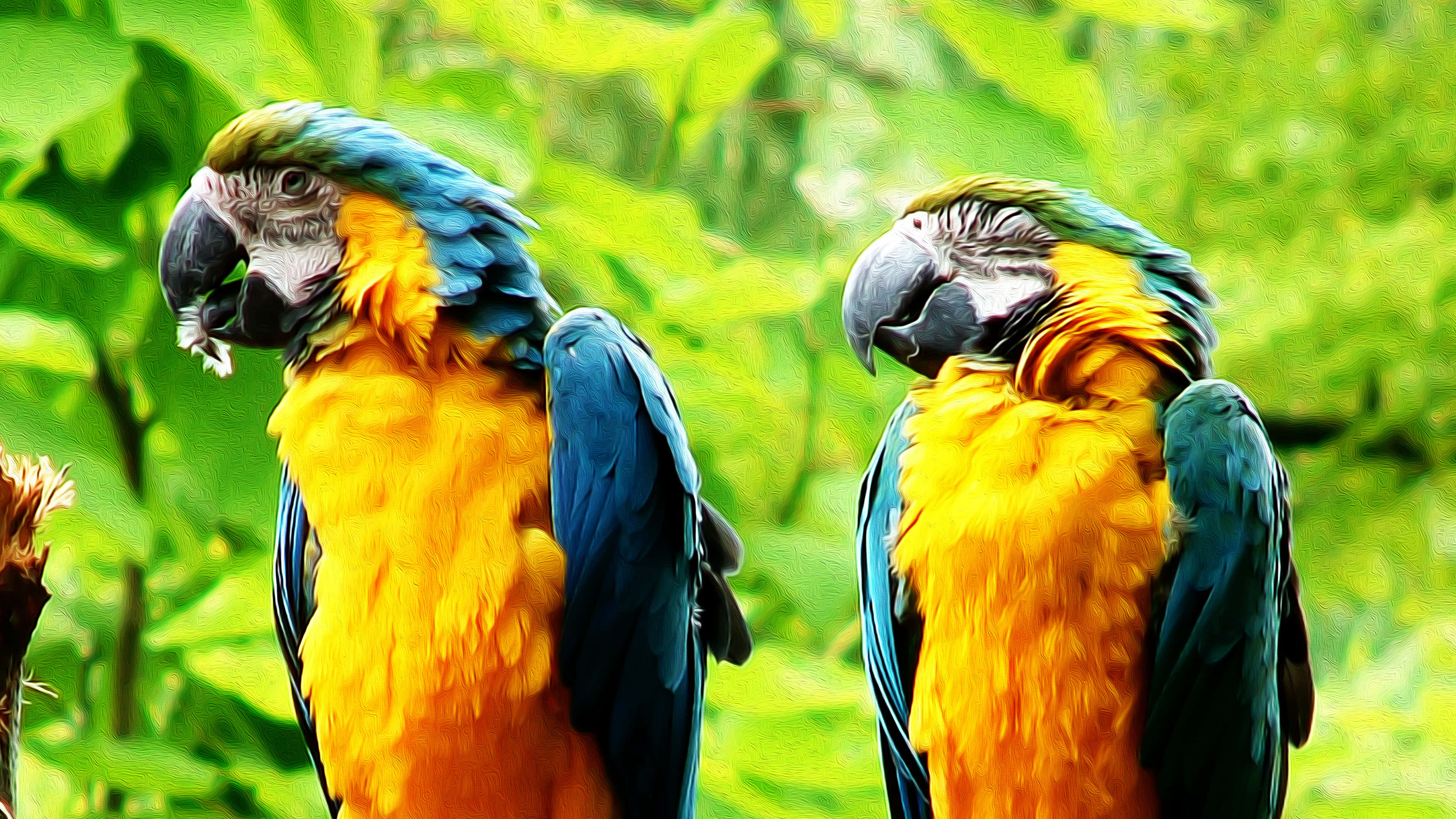 macaws, blue and gold, lush green foliage, 4K Desktop Wallpaper