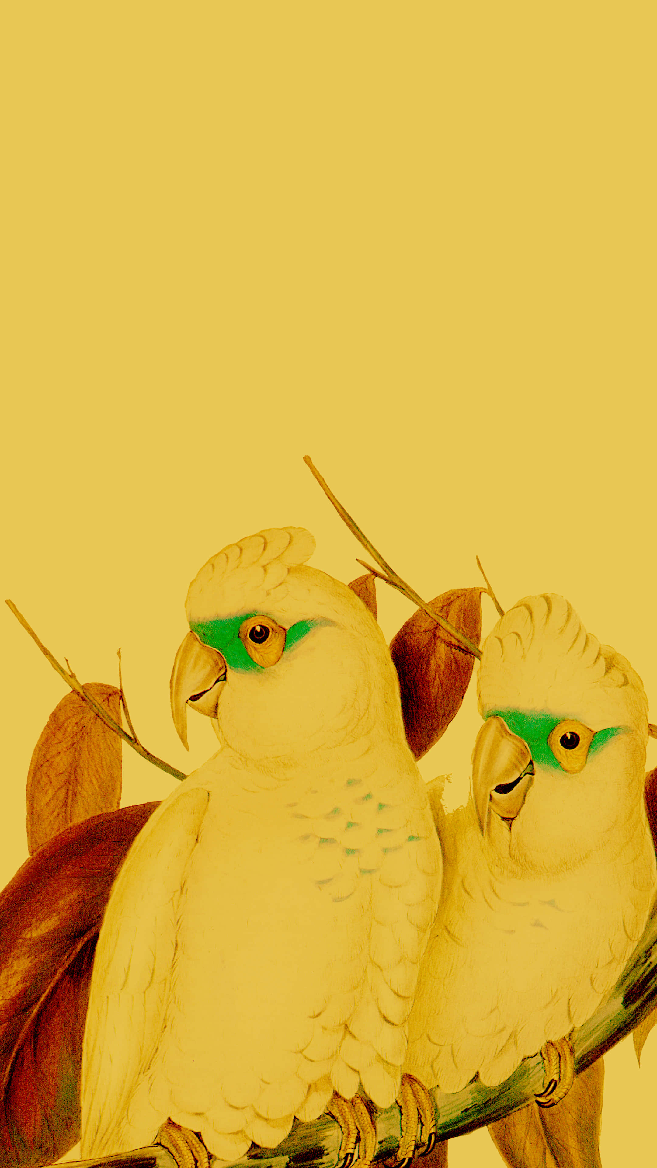 yellow parrot pair, white cockatoos, green eye patches, 4K Phone Wallpaper