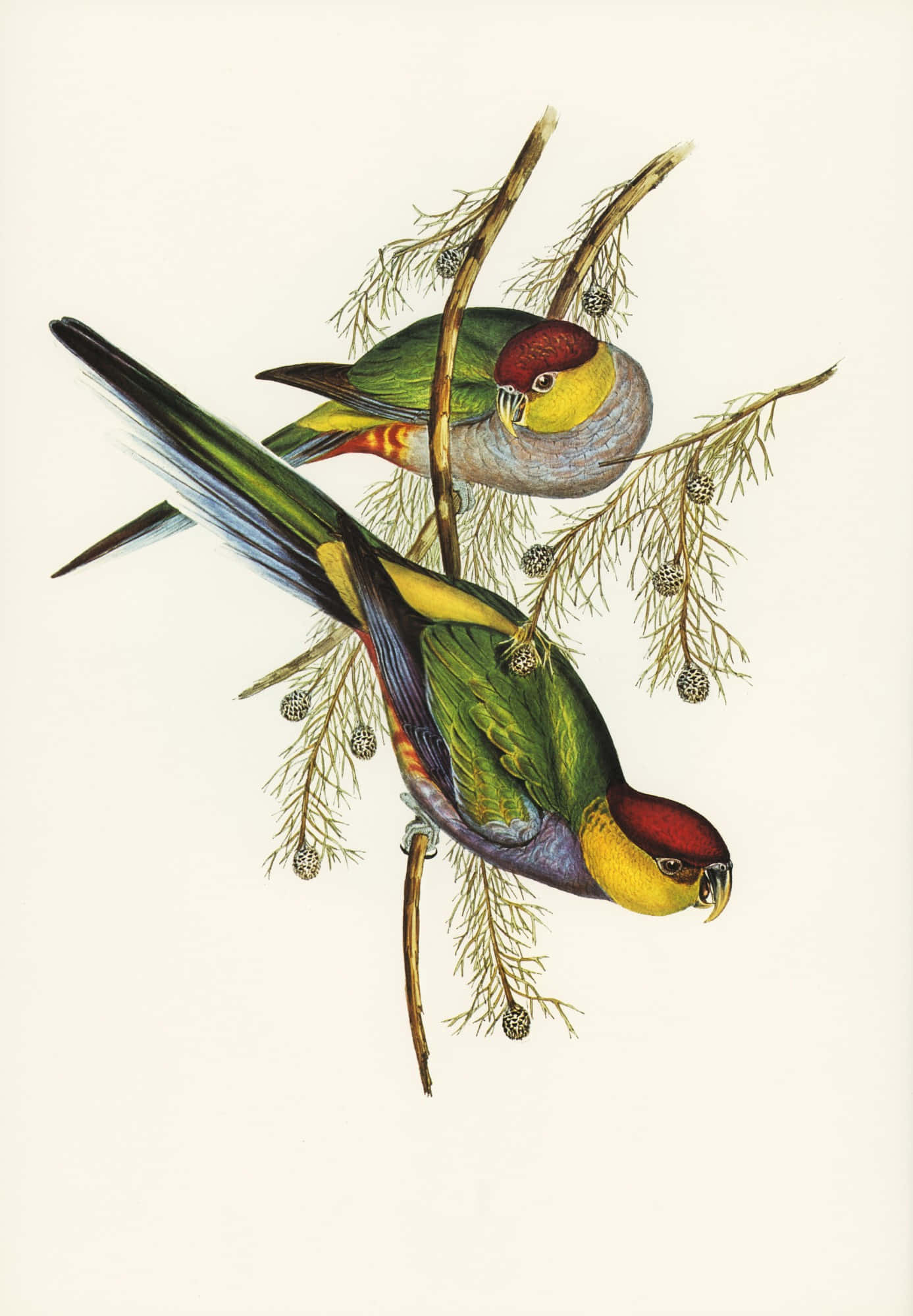 vintage parrots illustration, parrots, pine branches, Full HD Phone Wallpaper