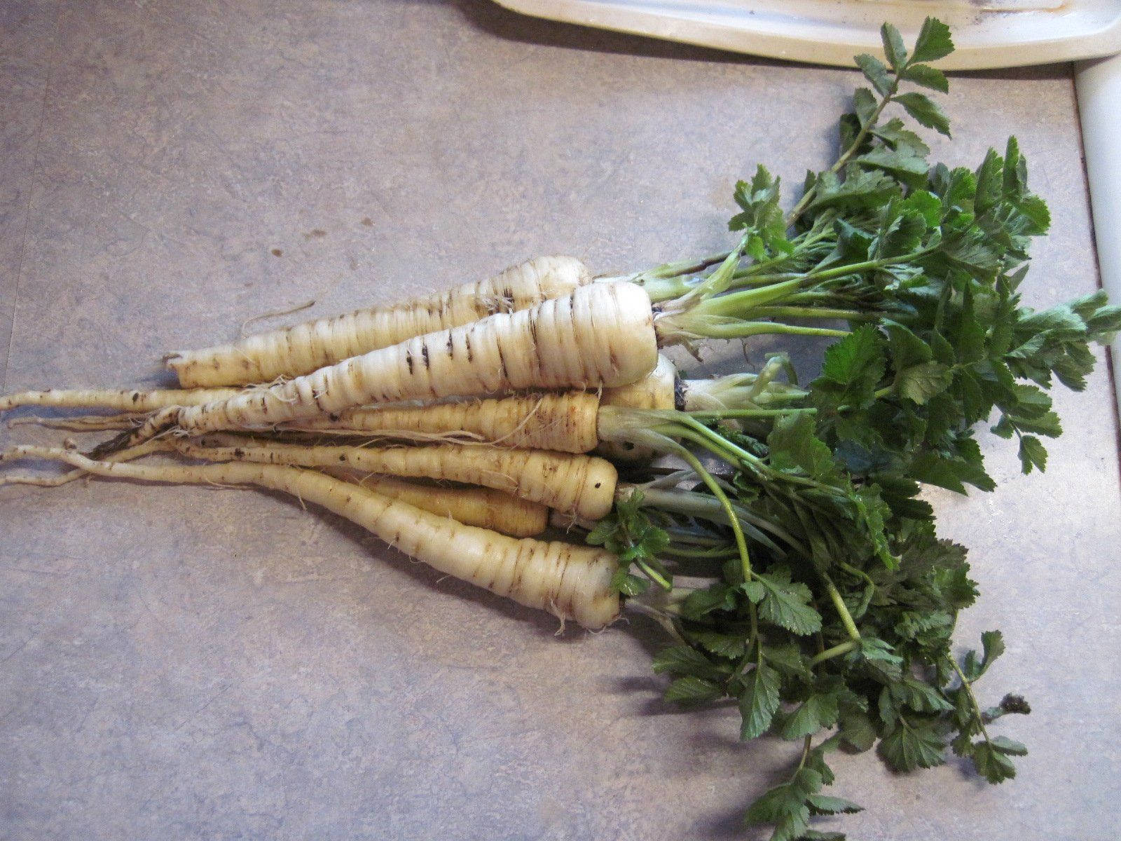 fresh parsnip root crop vegetables pile, vibrant green tops, textured countertop, HD Desktop Wallpaper