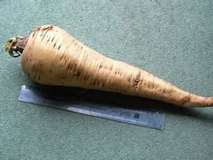 parsnip root, metal ruler, green textured surface, SD Desktop Wallpaper