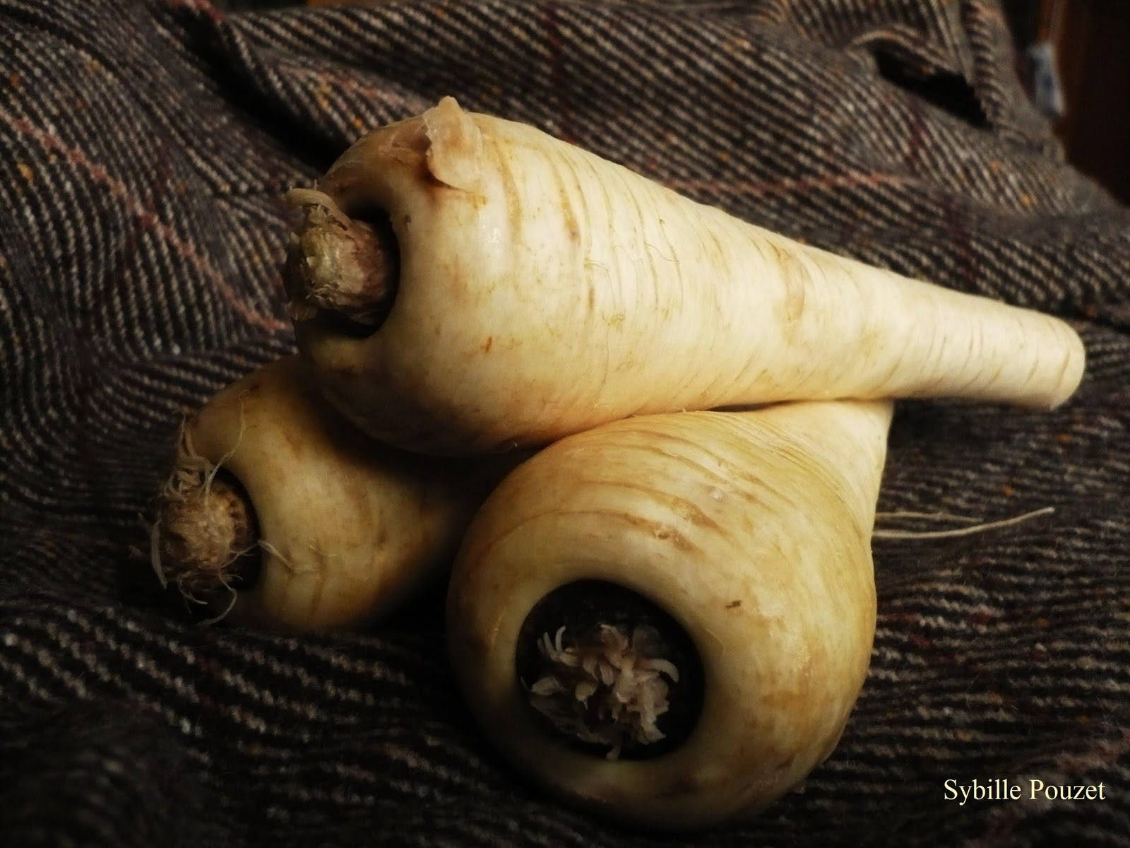 parsnip, pale parsnips, textured skin, HD Desktop Wallpaper