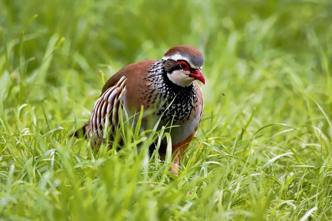 Partridge