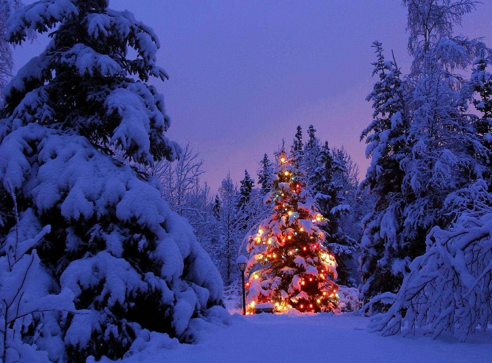 snow-covered Christmas tree, warm lights, winter forest, HD Desktop Wallpaper