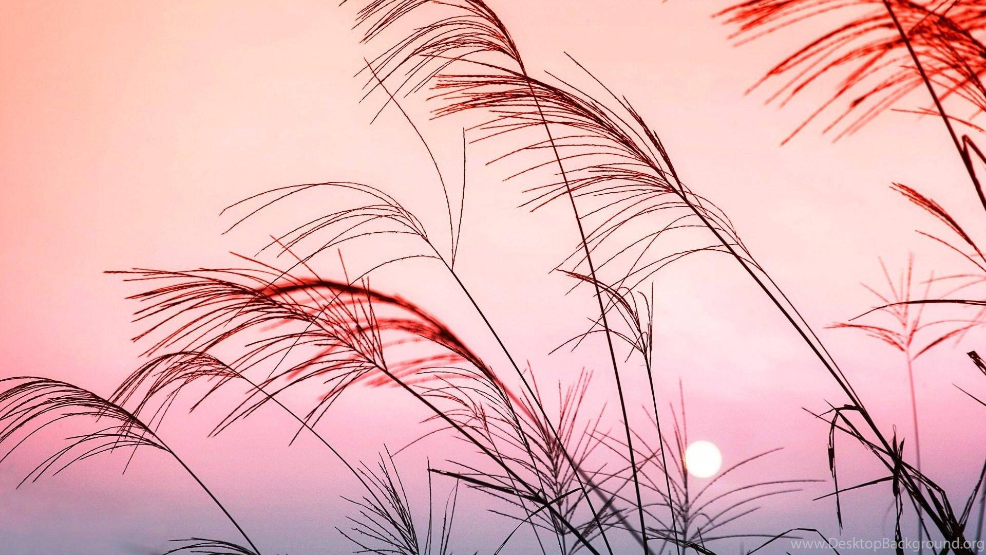 pastel aesthetic desktop, soft pink sunset sky, glowing sun, Full HD Desktop Wallpaper