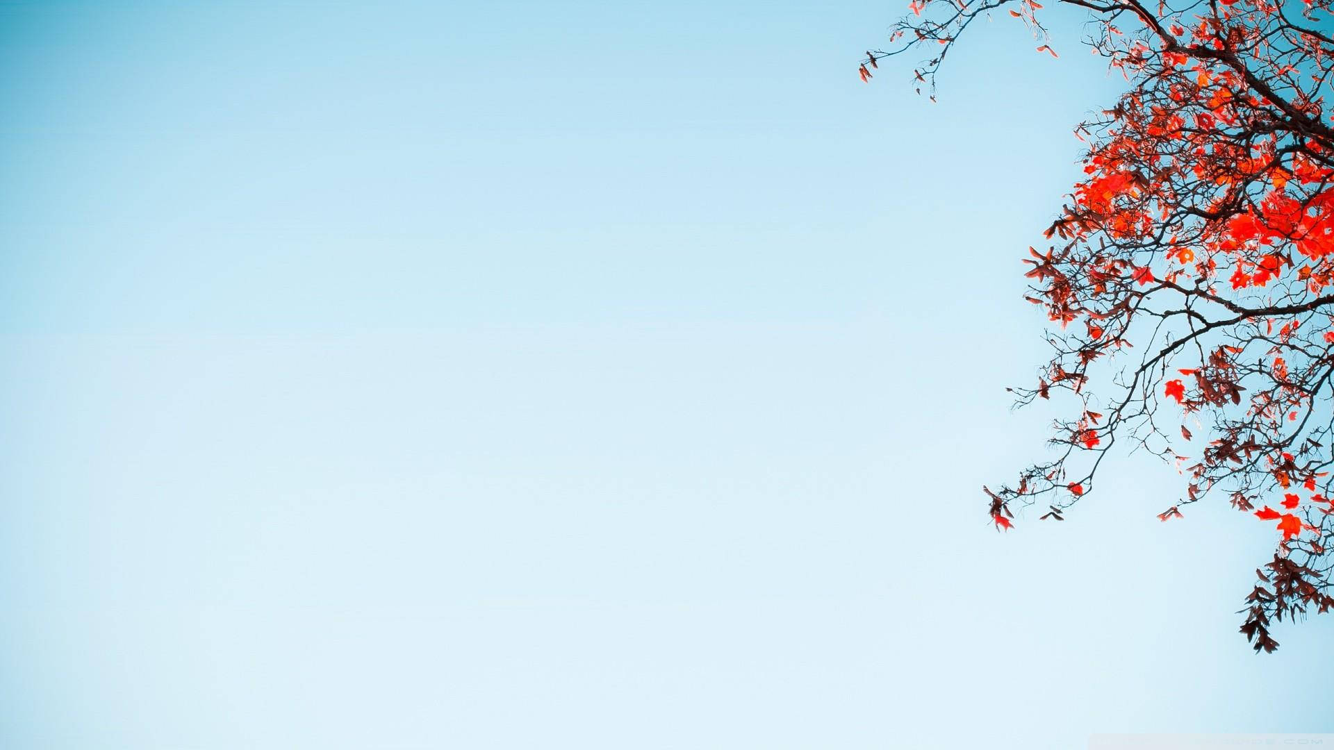 pastel aesthetic desktop, blue pastel, vibrant red blossoms, Full HD Desktop Wallpaper