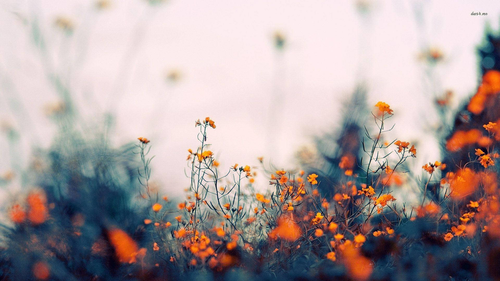 pastel aesthetic desktop, vibrant orange wildflowers, soft blurred blue and white background, Full HD Desktop Wallpaper