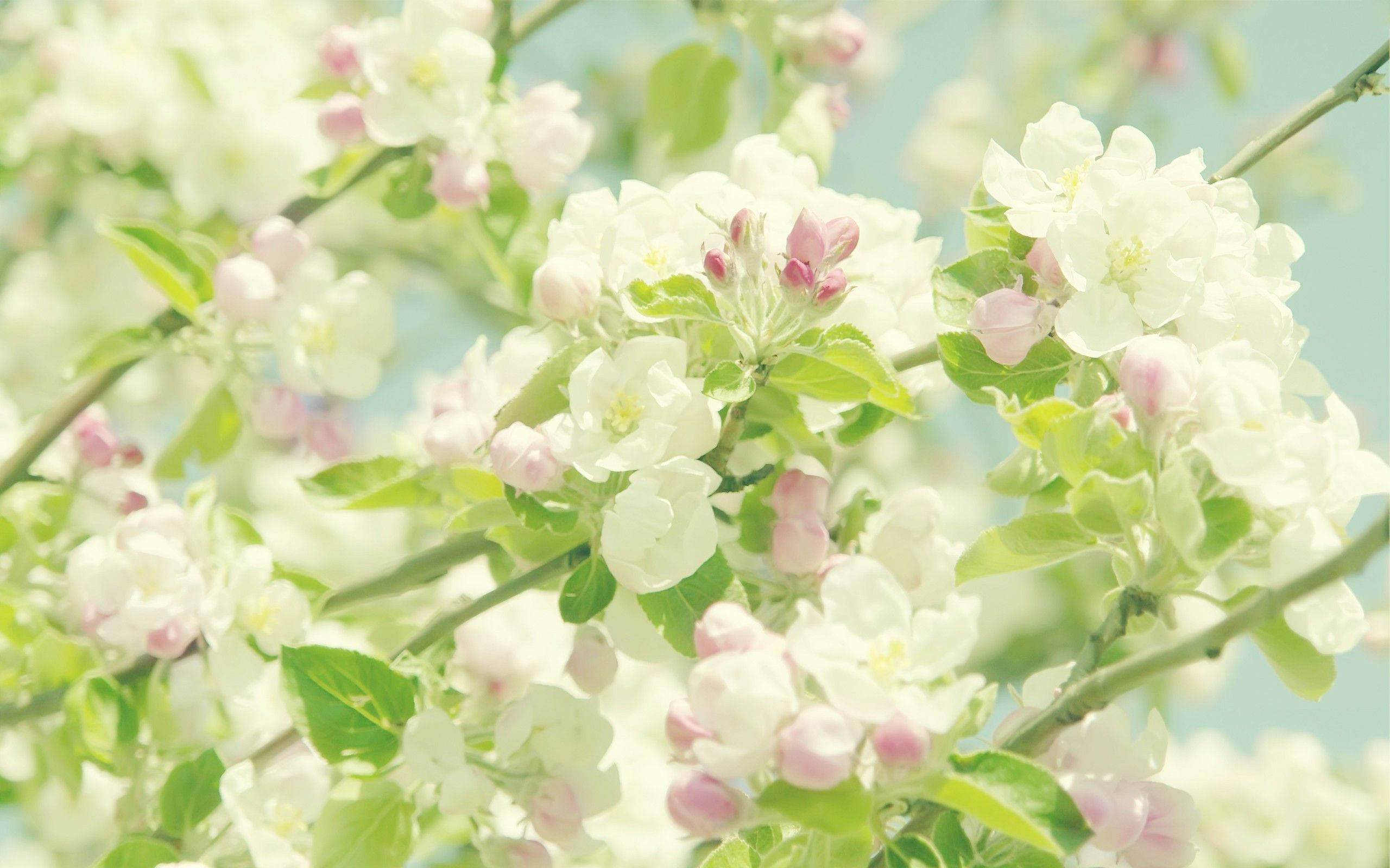 pastel aesthetic tumblr laptop, soft white and pink blossoms, tree branch, 2K Desktop Wallpaper