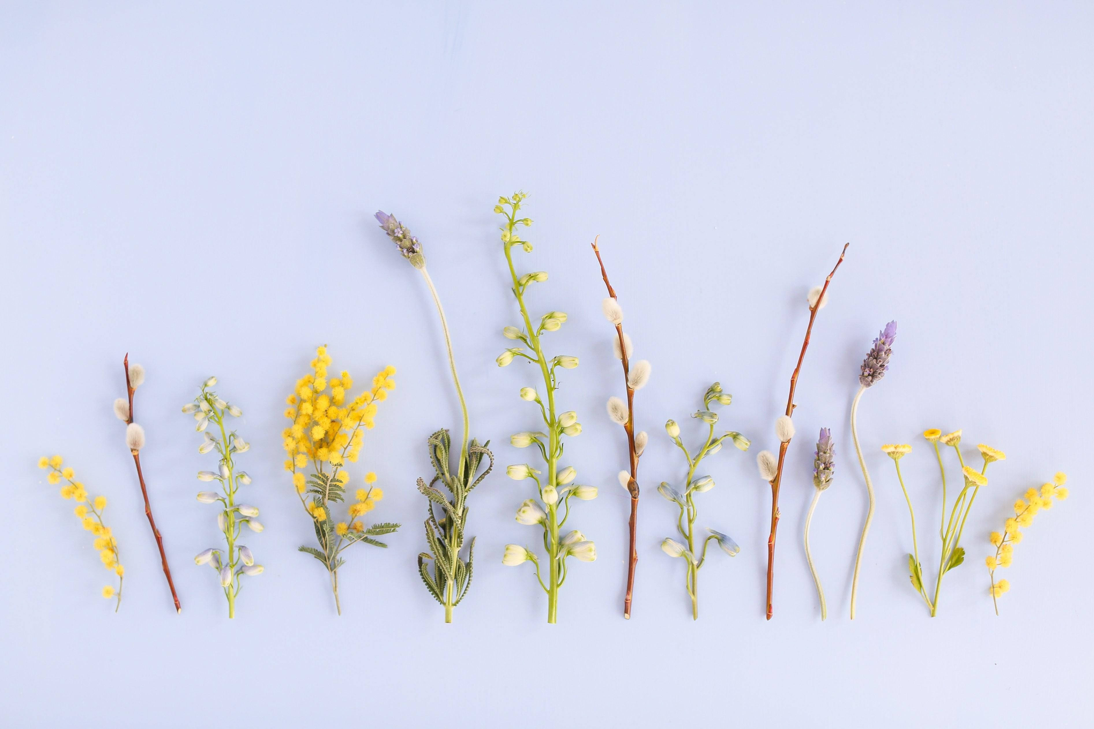 dried yellow mimosa sprigs, lavender stems, willow catkins, 2K Desktop Wallpaper