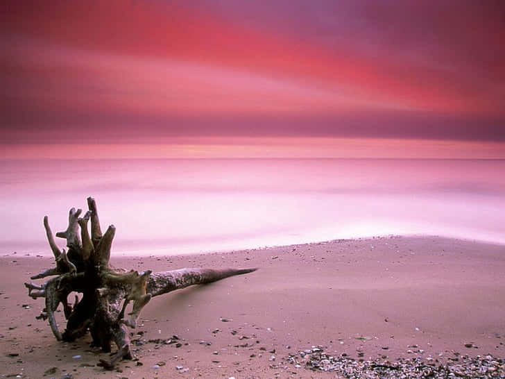 pastel beach, driftwood log, sandy beach, SD Desktop Wallpaper