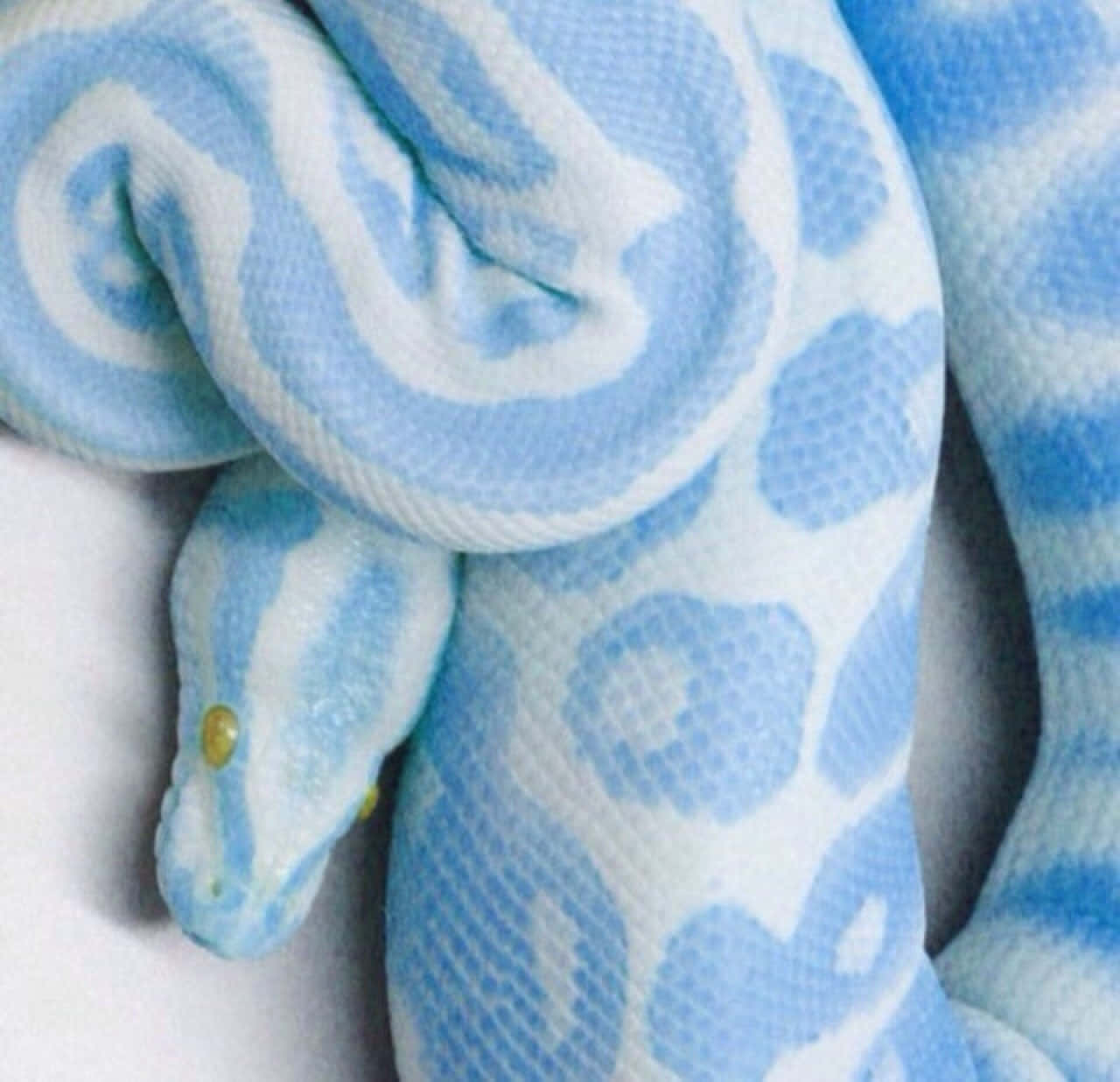 Pastel Blue Aesthetic Tumblr, blue and white patterned snake, plain white surface, HD Desktop Wallpaper