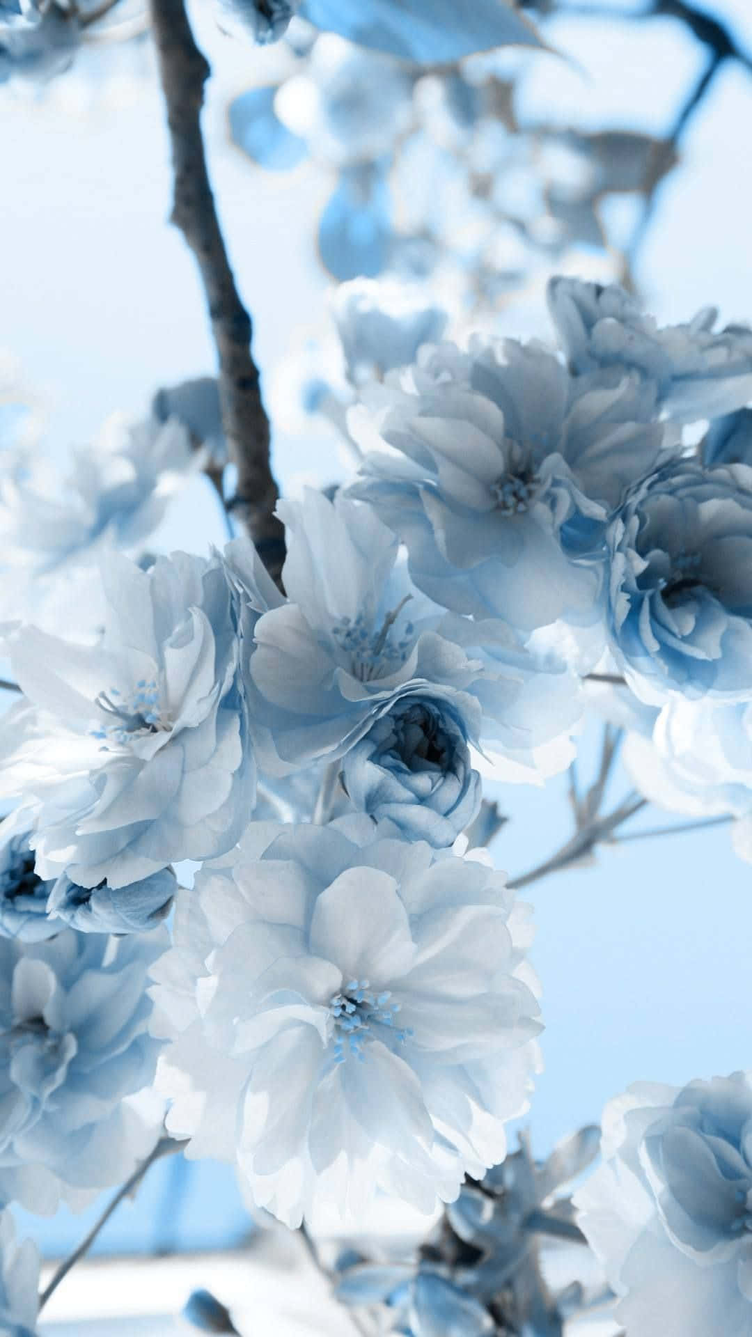 pastel blue aesthetic, white flowers, soft blue cherry blossoms, Full HD Phone Wallpaper