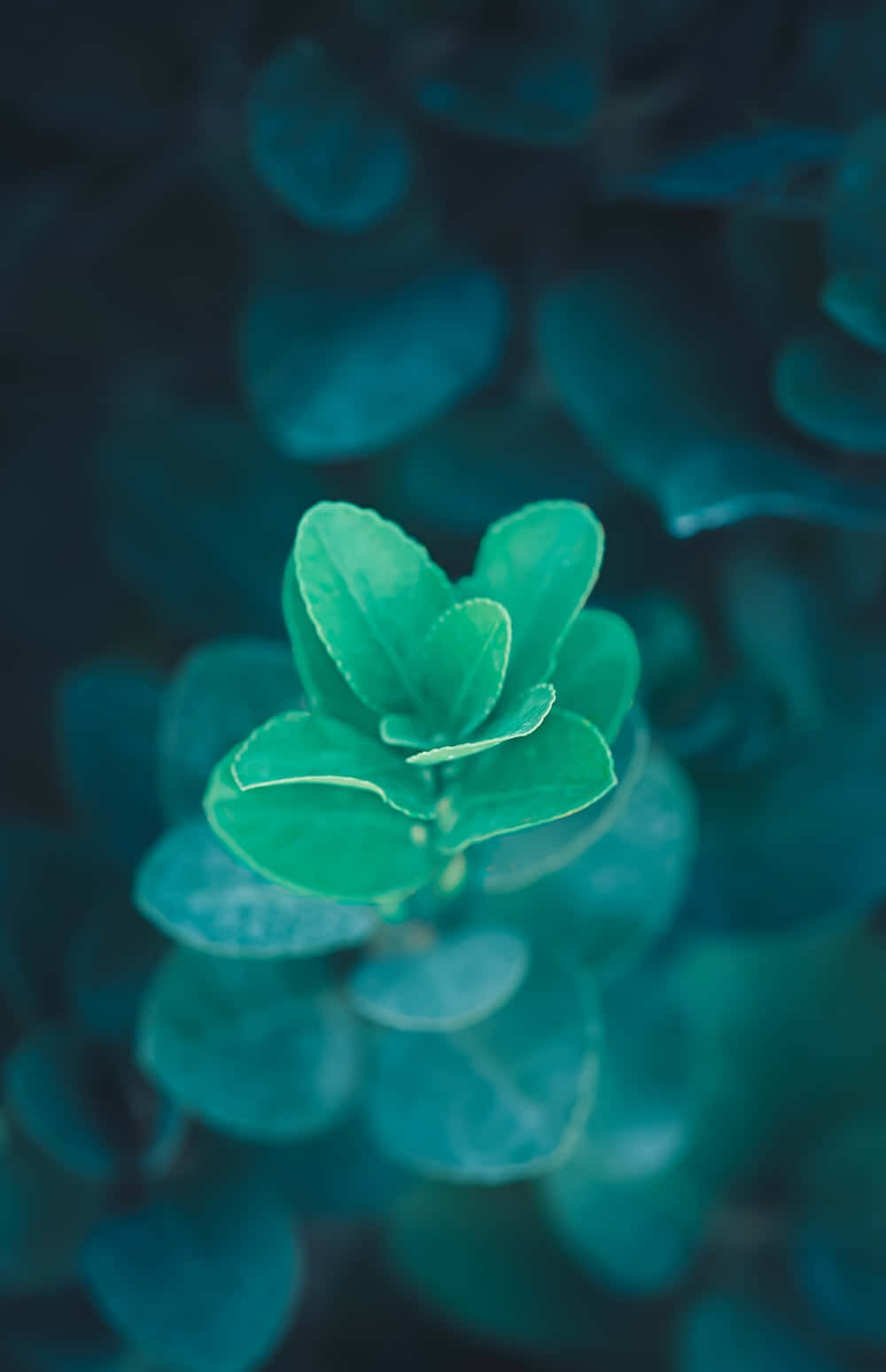 Pastel Blue Green, vibrant green leaf cluster, dreamy teal blurred background, HD Phone Wallpaper