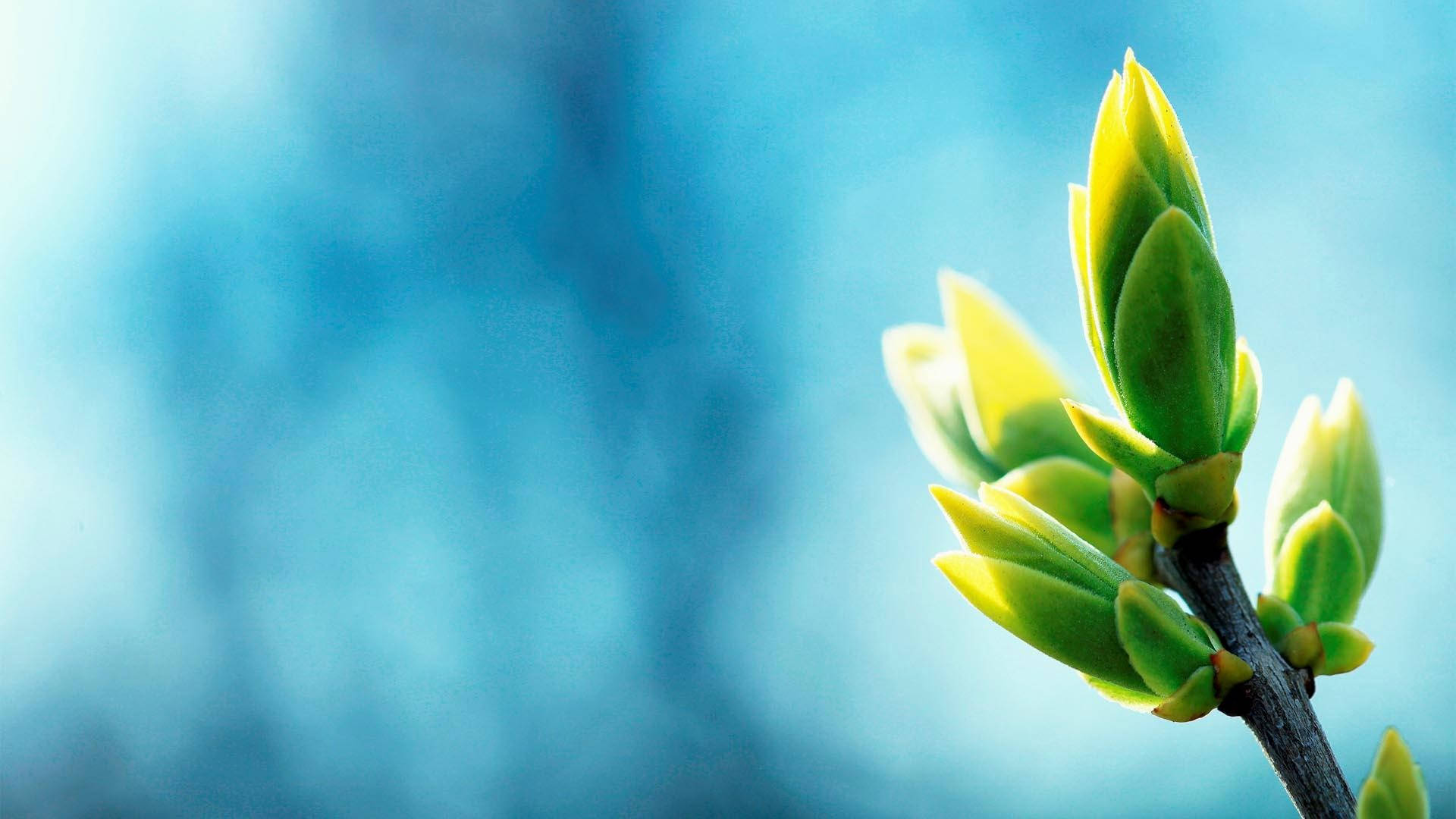 calming blue and green, fresh green buds, dark branch, Full HD Desktop Wallpaper