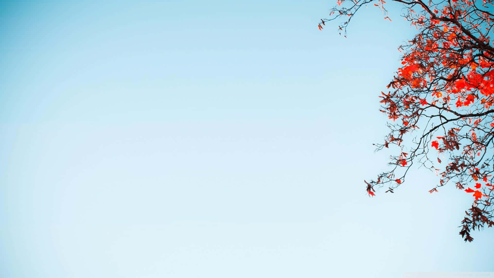 Pastel Blue, Pale blue sky, Vibrant red blossoms, Full HD Desktop Wallpaper