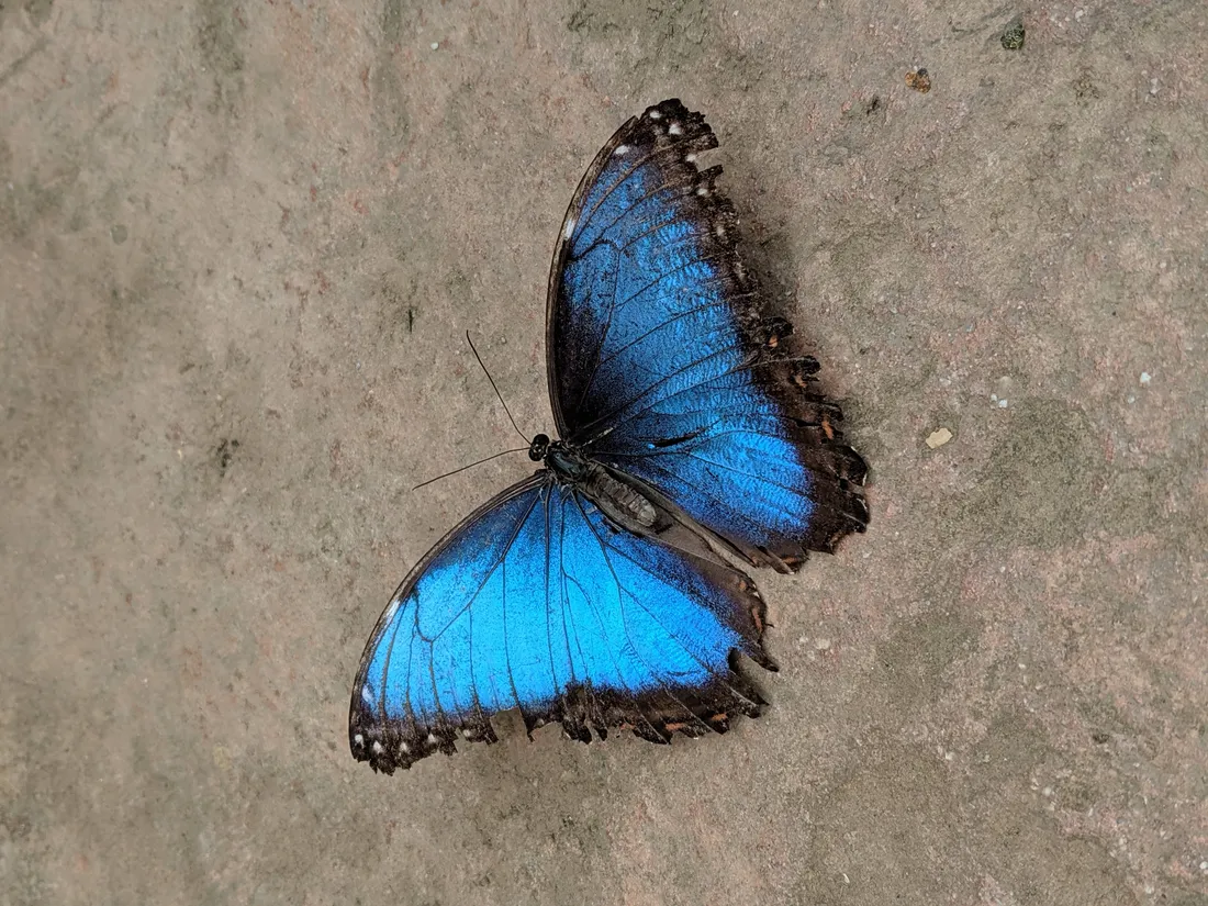Pastel Butterfly