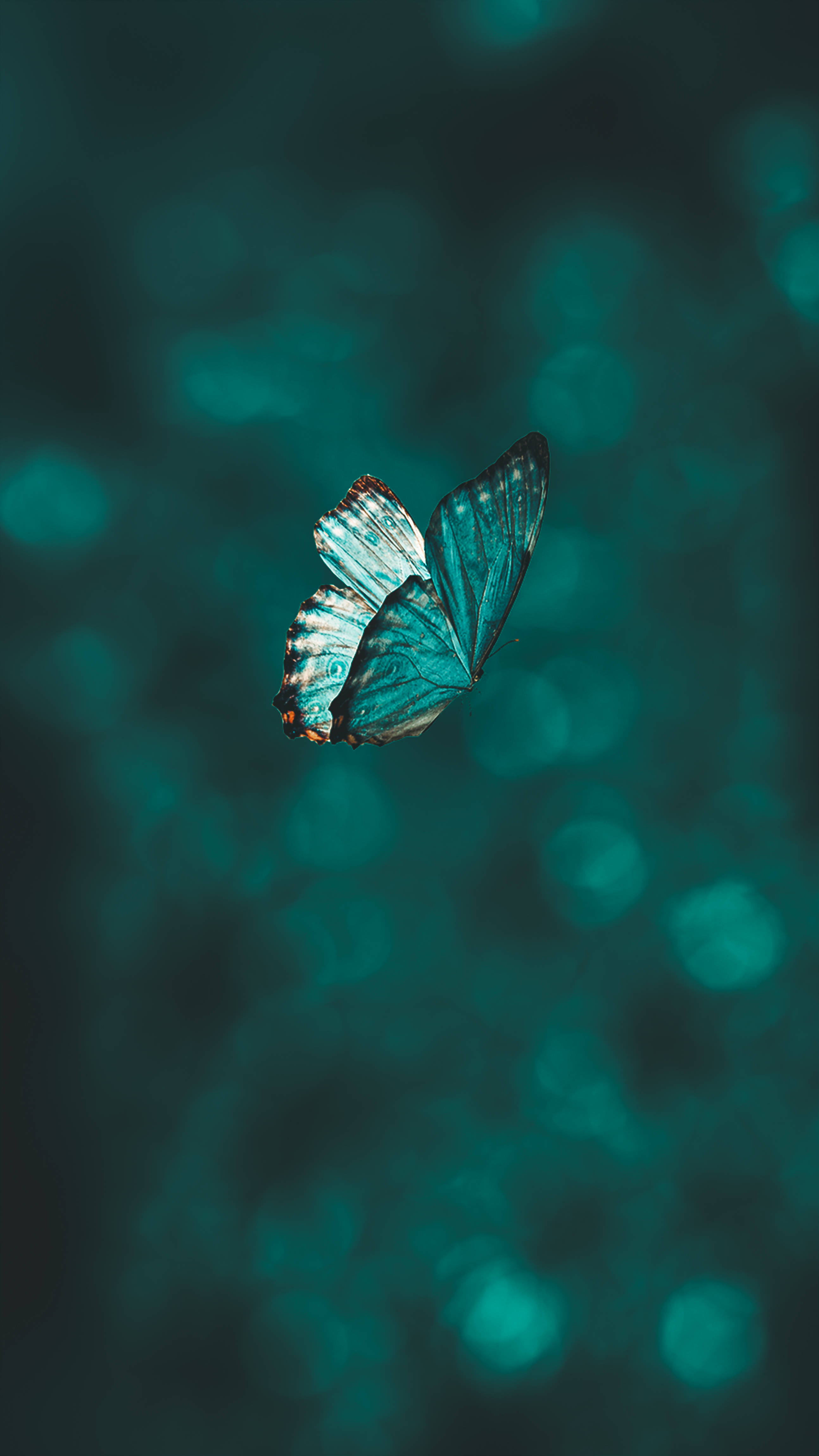 Pastel Butterfly, blue butterfly, intricate wing patterns, 4K Phone Wallpaper