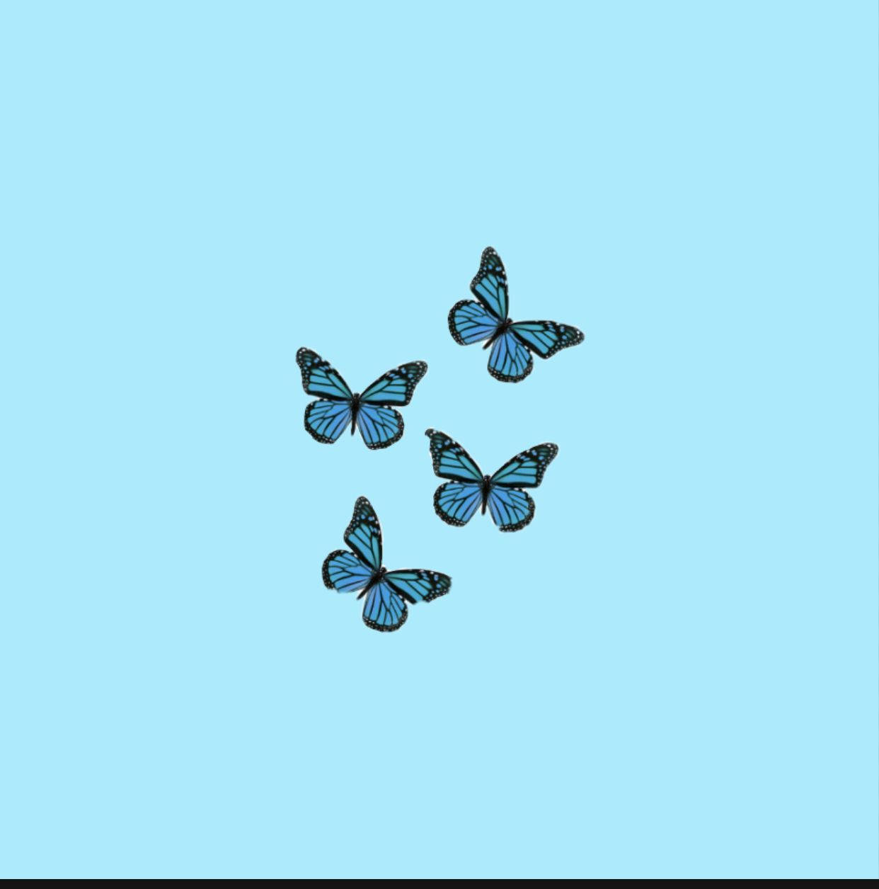 pastel butterfly, blue butterflies, black veining, SD Phone Wallpaper
