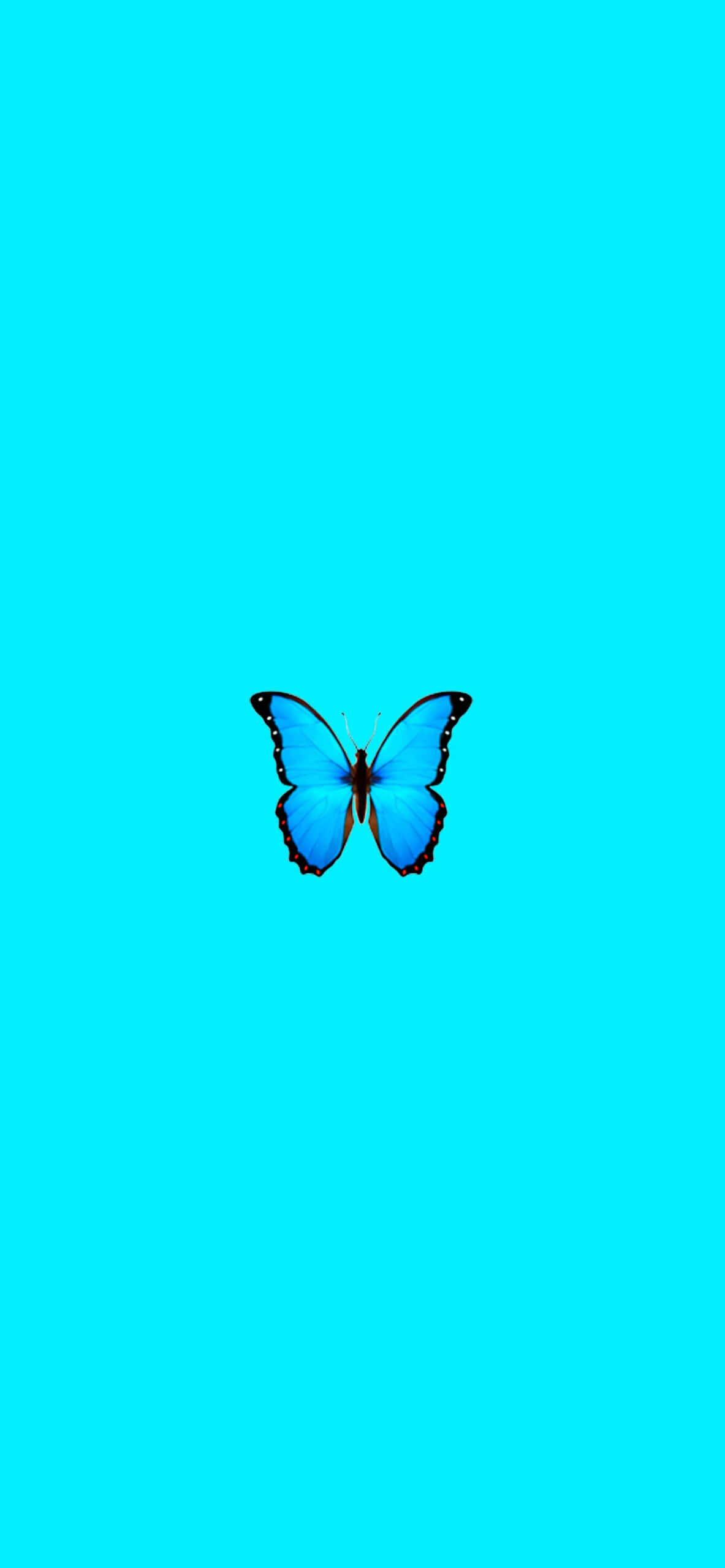 blue butterfly, black-edged wings, solid cyan background, 2K Phone Wallpaper