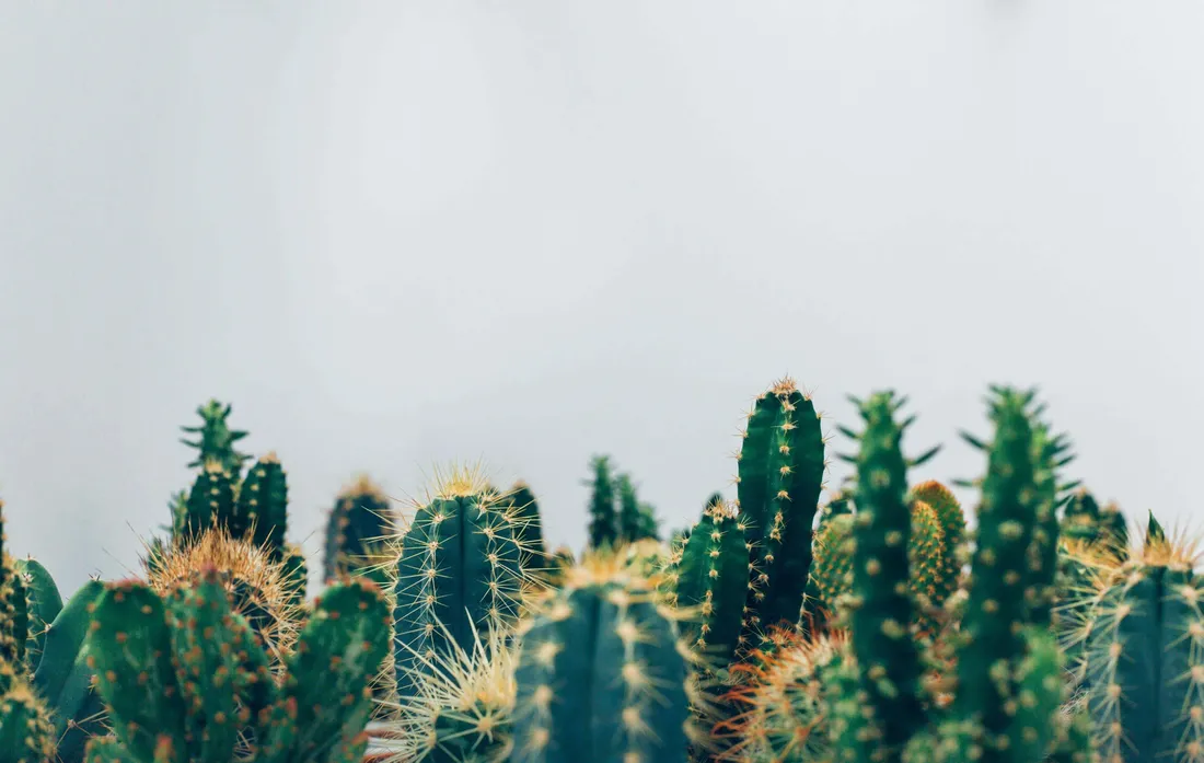 Pastel Cactus