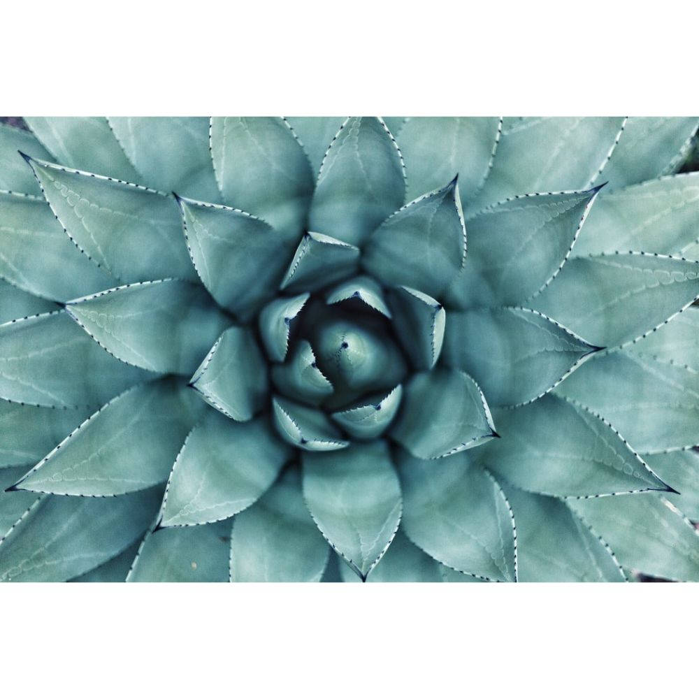 pastel cactus, teal leaves, succulent plant, SD Desktop Wallpaper