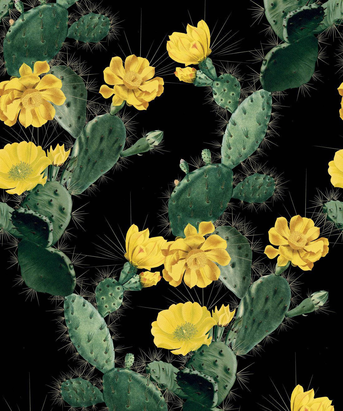 Pastel Cactus Flower, black canvas, vibrant yellow cactus flowers, HD Phone Wallpaper