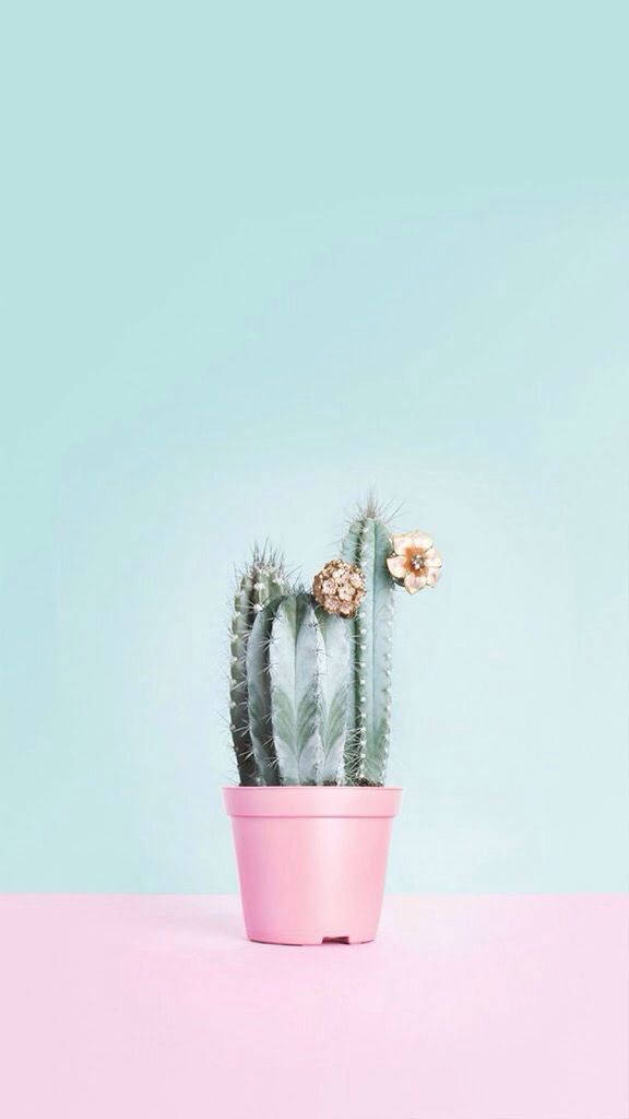 pastel blue, pink cactus pot, mint green wall, SD Phone Wallpaper