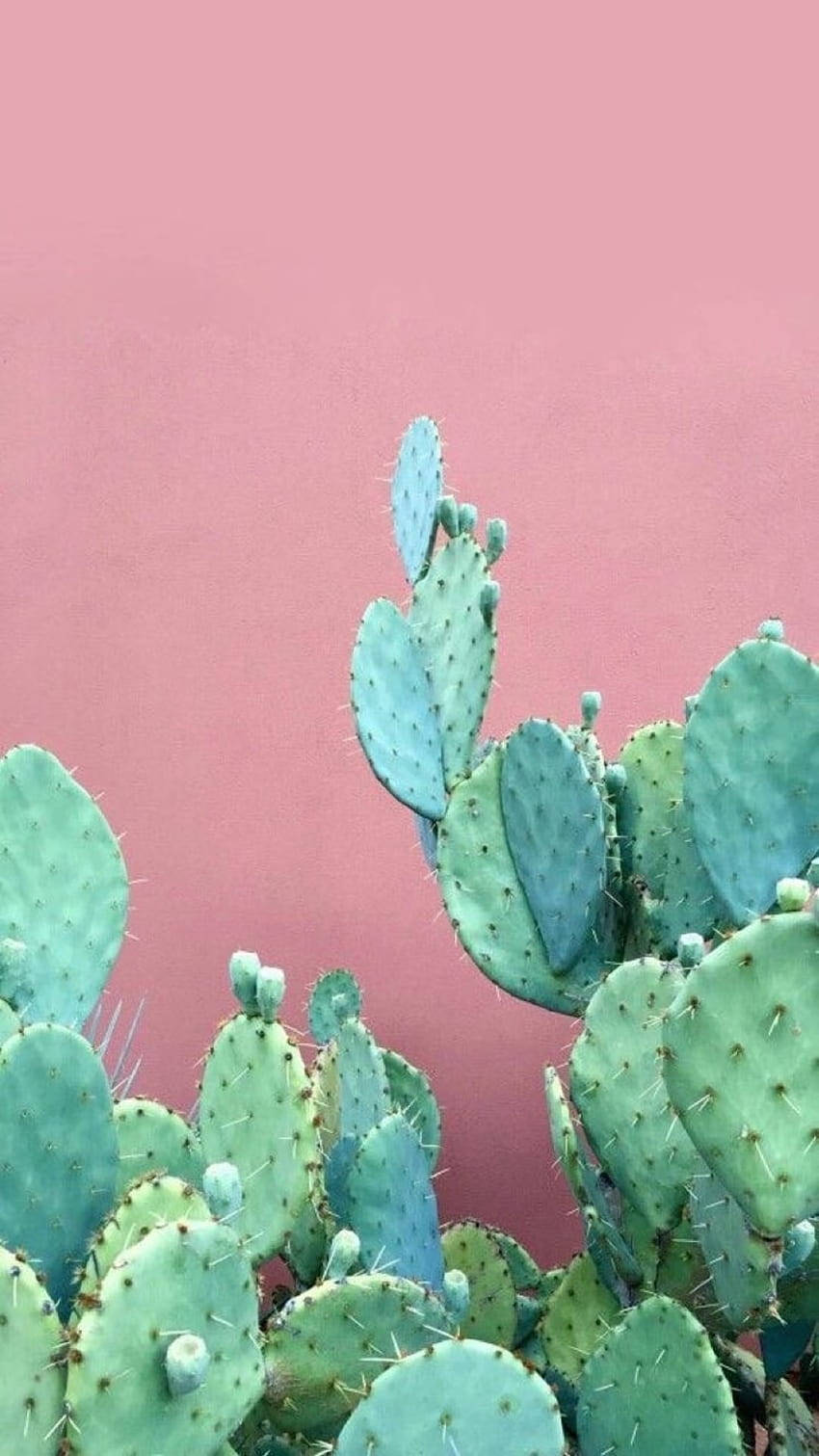 pastel cactus, pink wall, prickly pear cactus, HD Phone Wallpaper