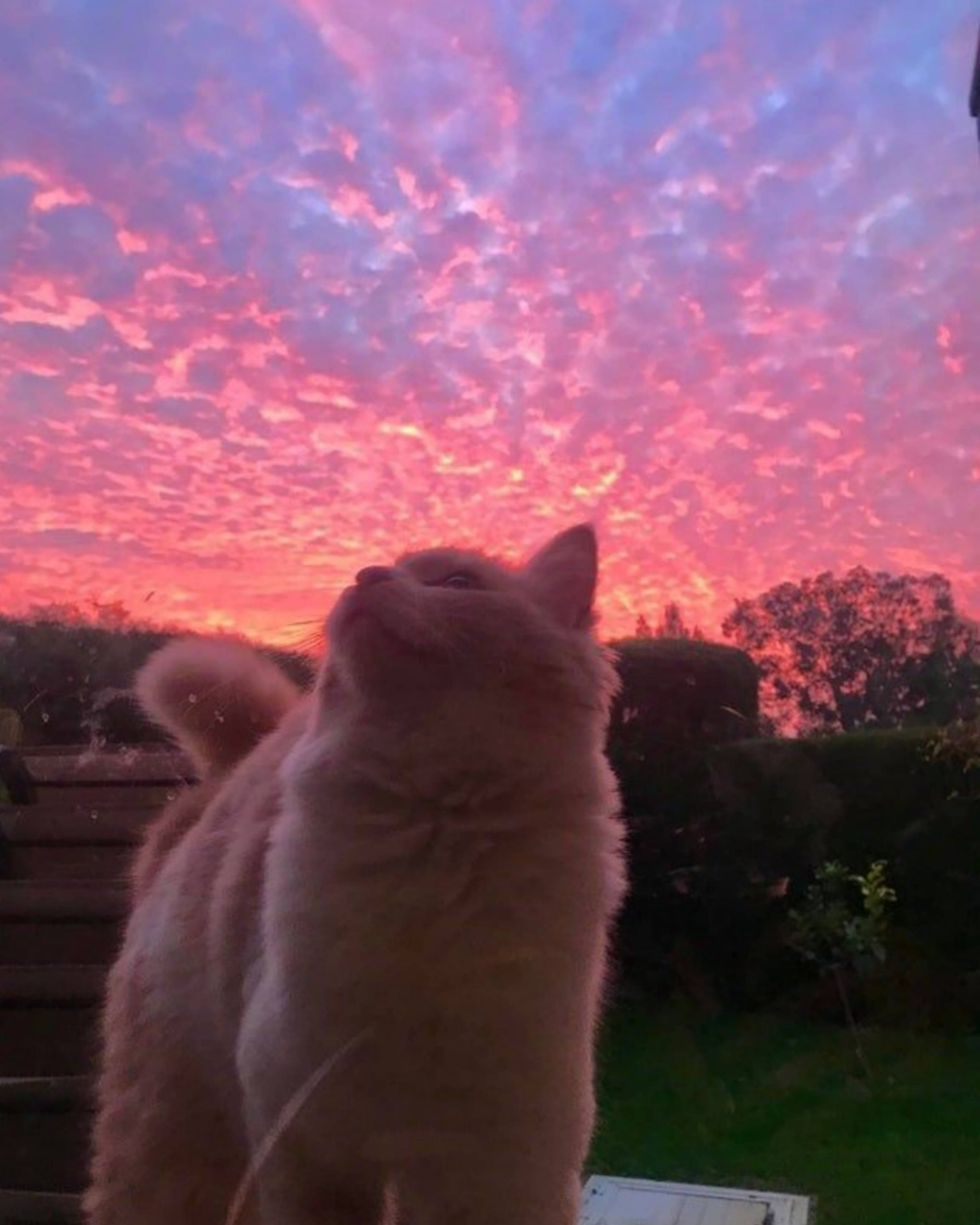 ginger cat, vibrant pink and purple sunset sky, fluffy, 2K Phone Wallpaper