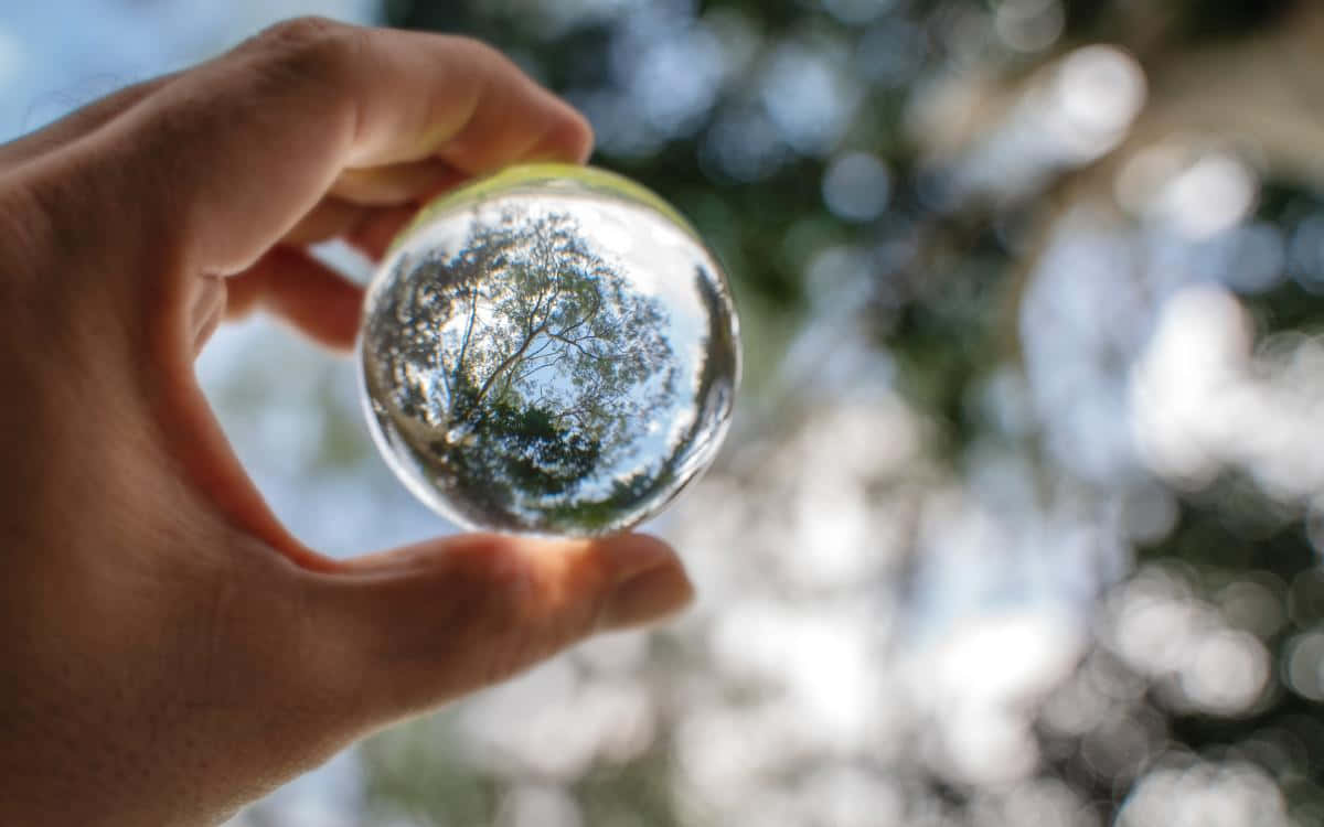 coherent crystal ball, glass sphere, tree, SD Desktop Wallpaper