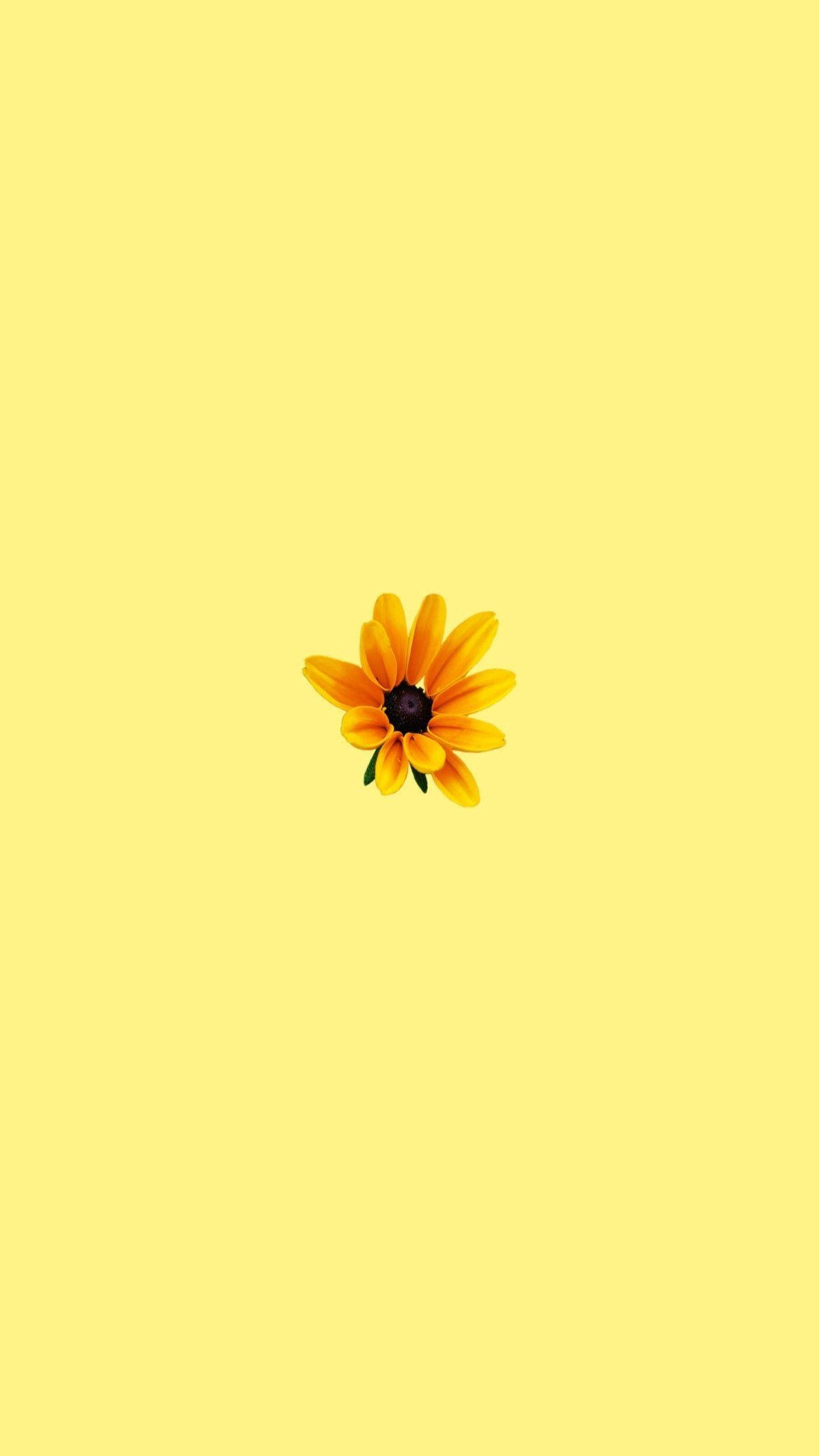 sunflower sticker, pastel yellow aesthetic, vibrant yellow flower, Full HD Phone Wallpaper