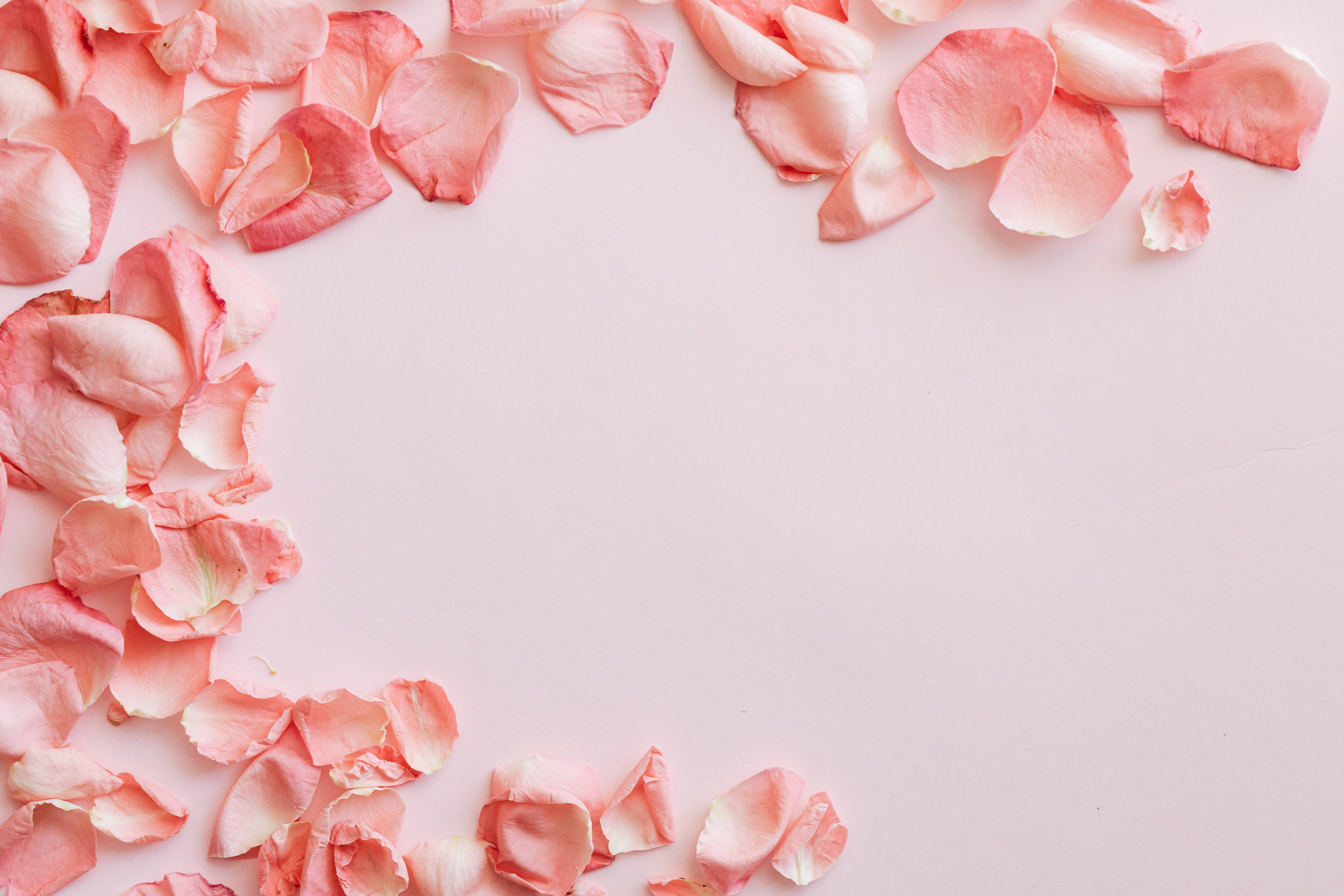 rose petals, pastel pink surface, soft pink, 5K Desktop Wallpaper