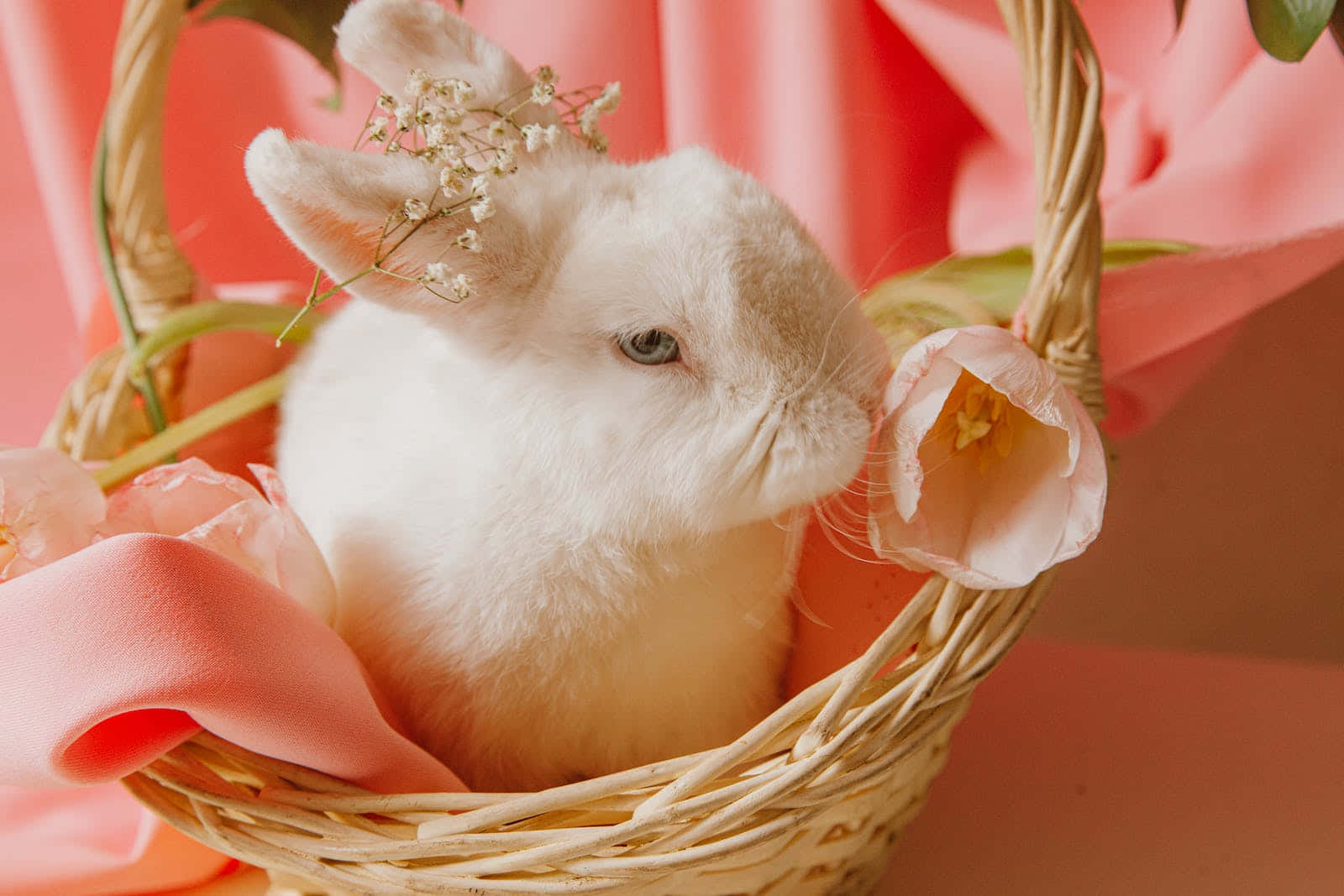 white rabbit, basket, baby's breath, HD Desktop Wallpaper