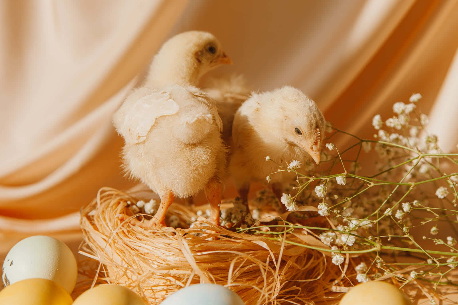 pastel Easter, fluffy yellow chicks, straw nest, HD Desktop Wallpaper