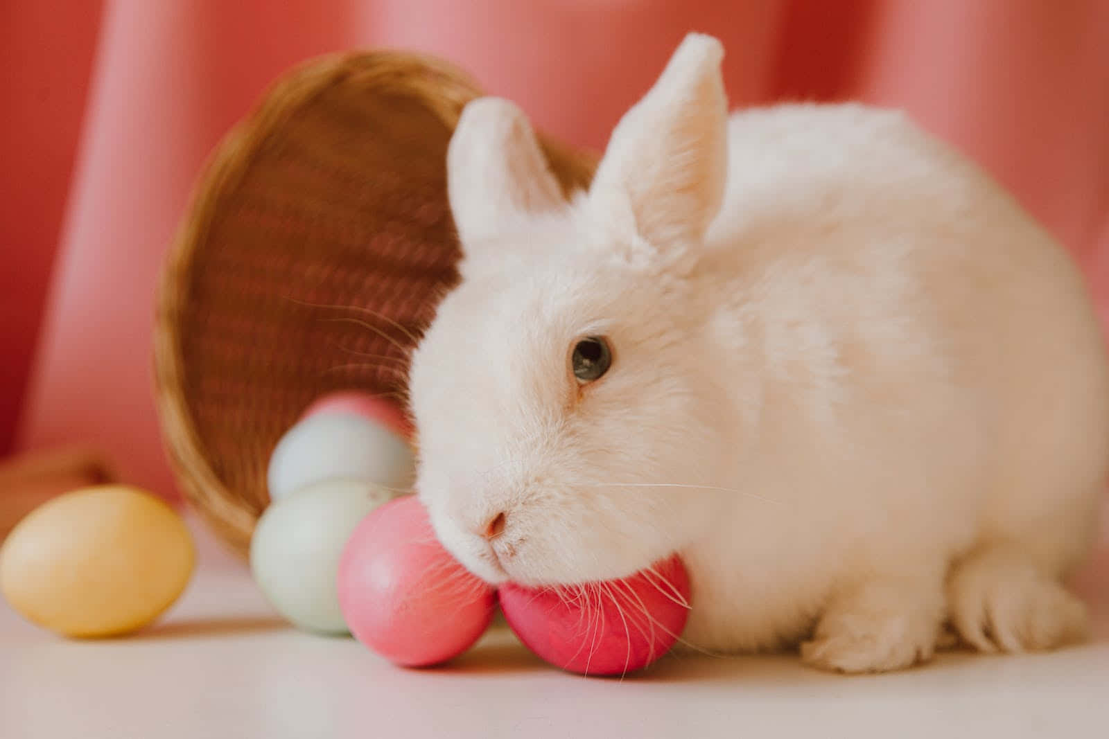 white rabbit, pastel Easter eggs, woven basket, HD Desktop Wallpaper