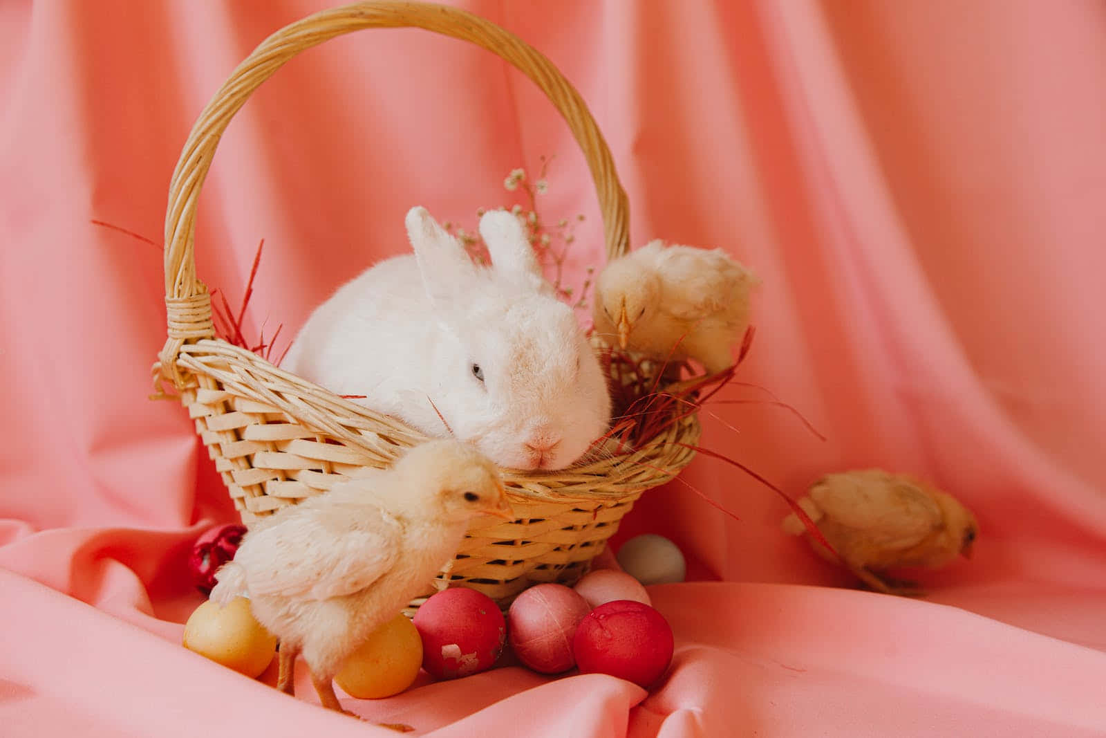 white rabbit, wicker basket, chicks, HD Desktop Wallpaper