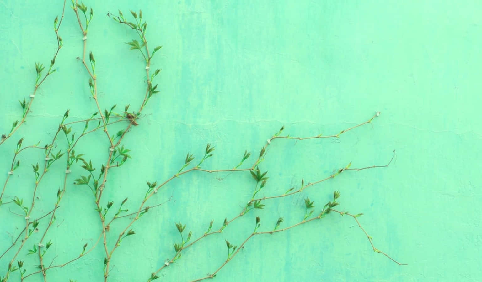 Pastel Green Aesthetic, mint green, green vines, HD Desktop Wallpaper