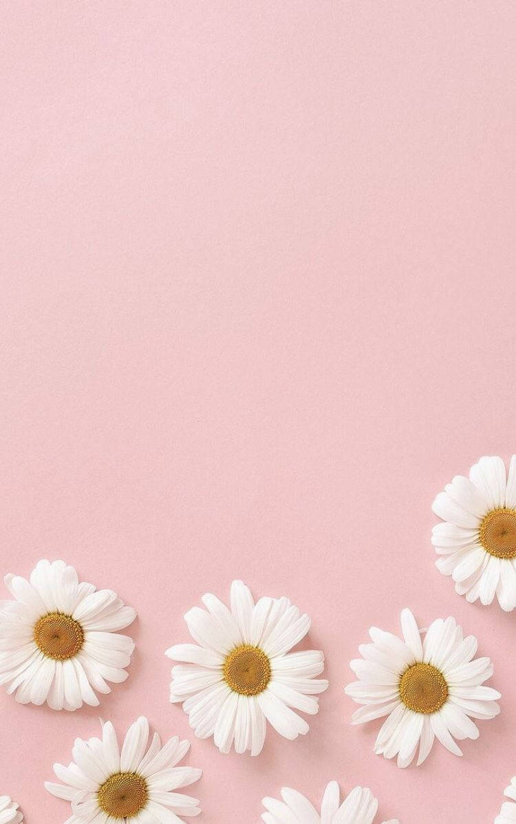 Pastel iPhone, pink flowers, white daisies, SD Phone Wallpaper