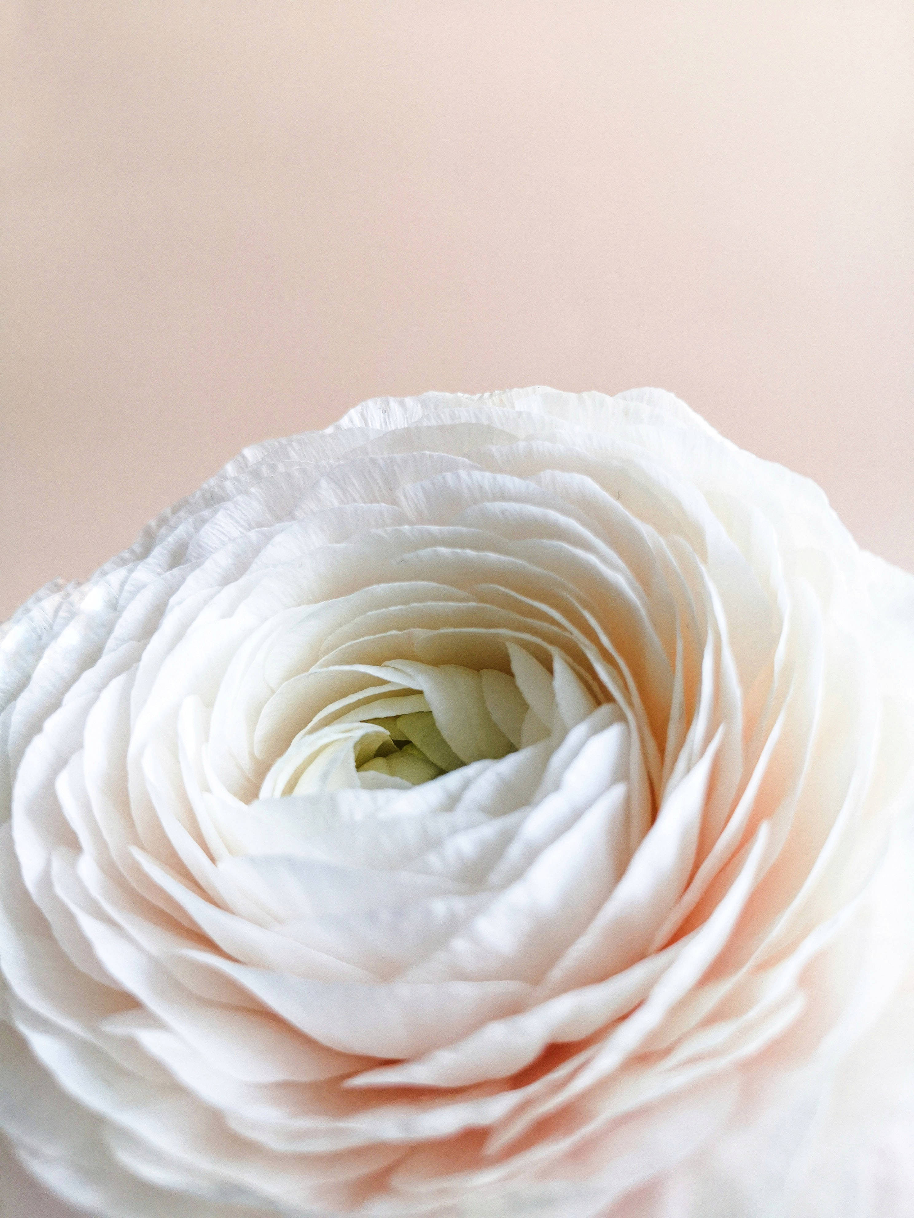 Pastel iPhone, white ranunculus, peach-tinted petals, 4K Phone Wallpaper