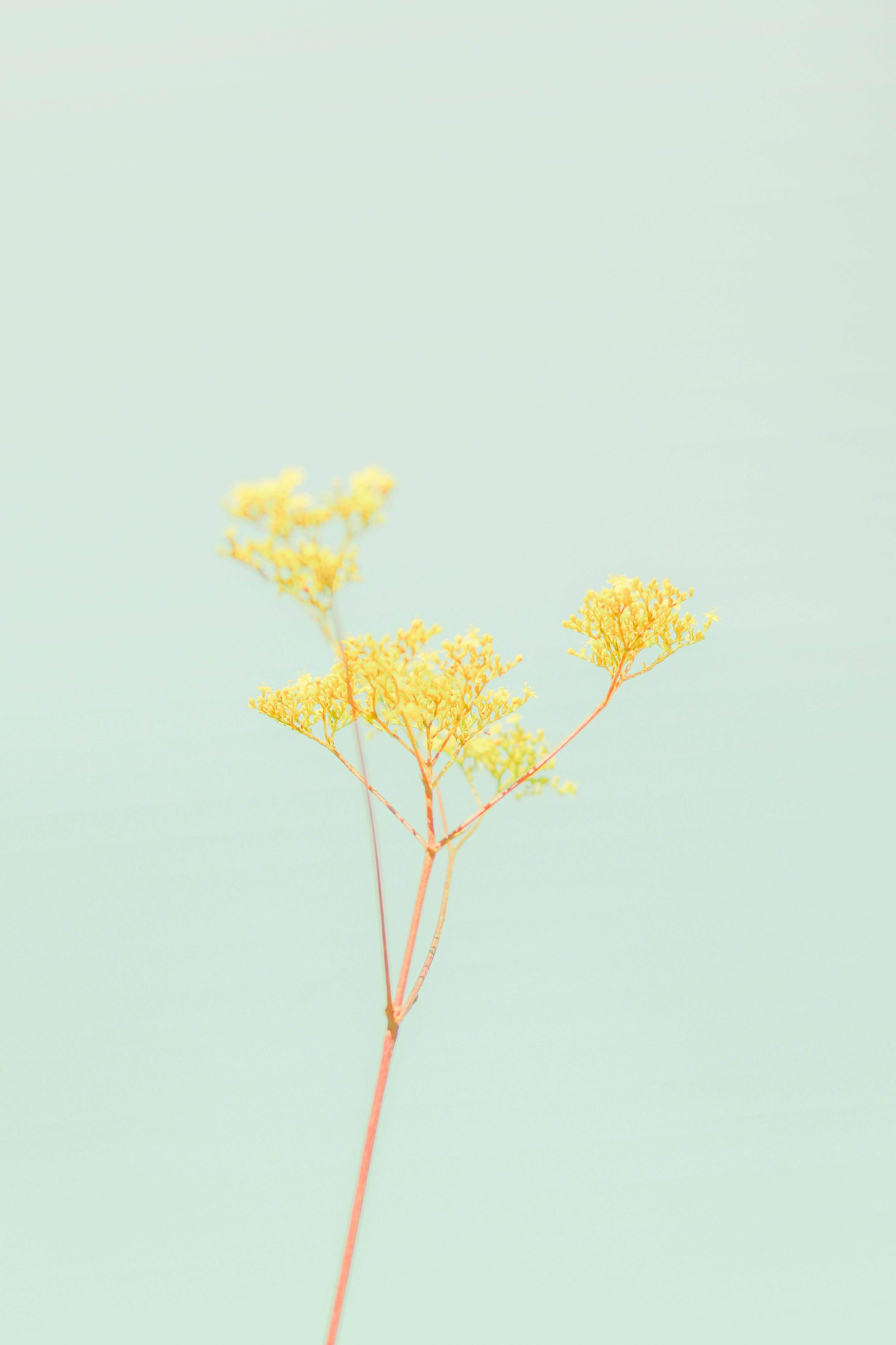 Pastel iPhone, yellow, green, 5K Phone Wallpaper